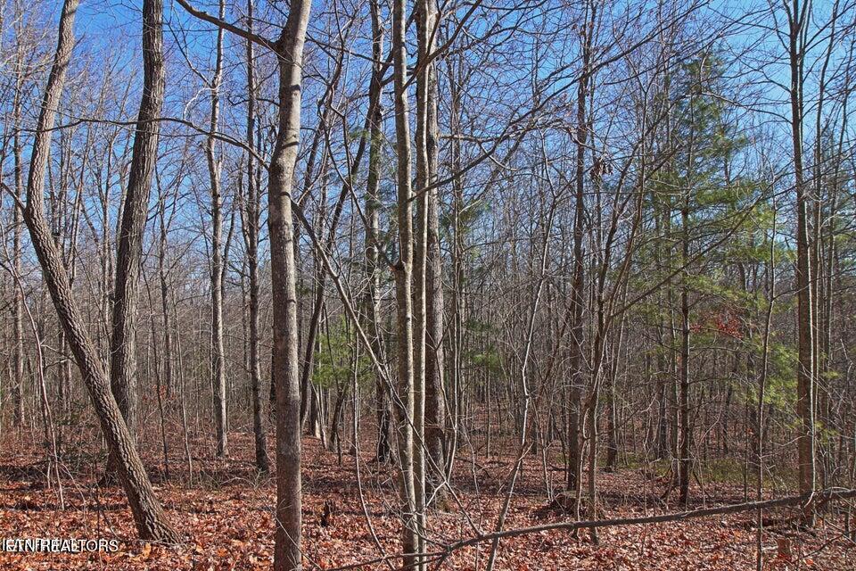 72 Acres Cole Place Road Allardt TN 38504