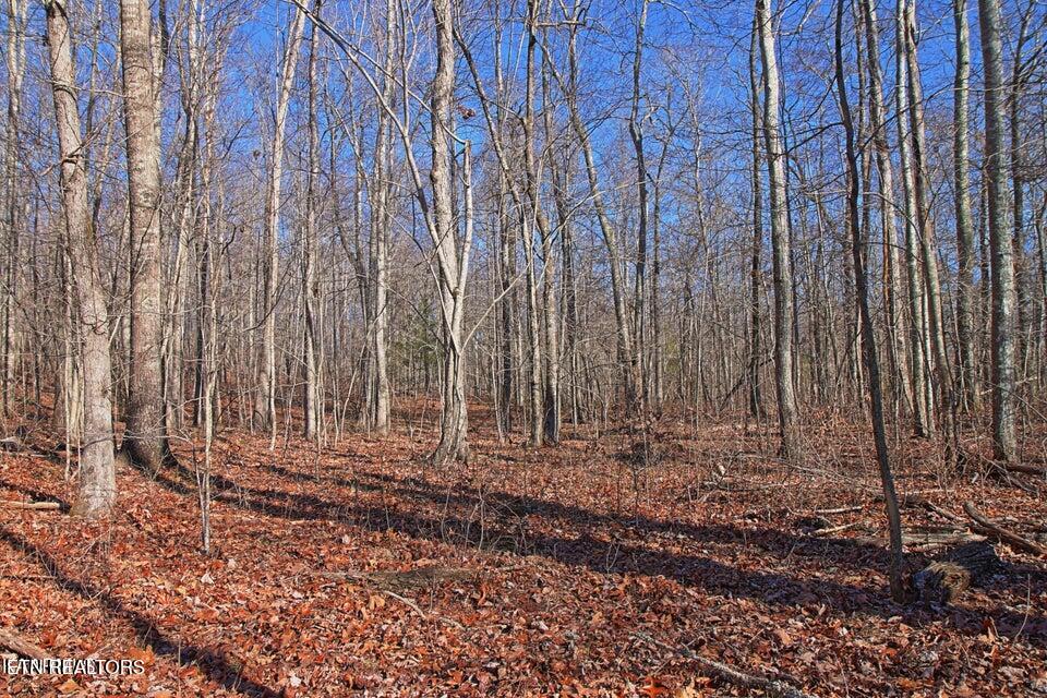 72 Acres Cole Place Road Allardt TN 38504