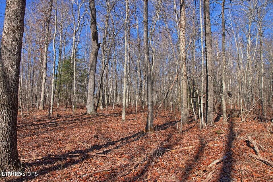 72 Acres Cole Place Road Allardt TN 38504