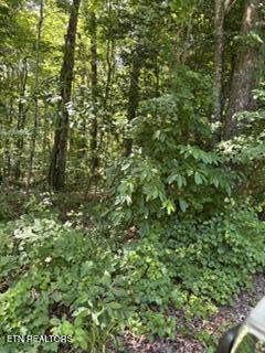 850 Lick Hollow Drive Grandview TN 37337