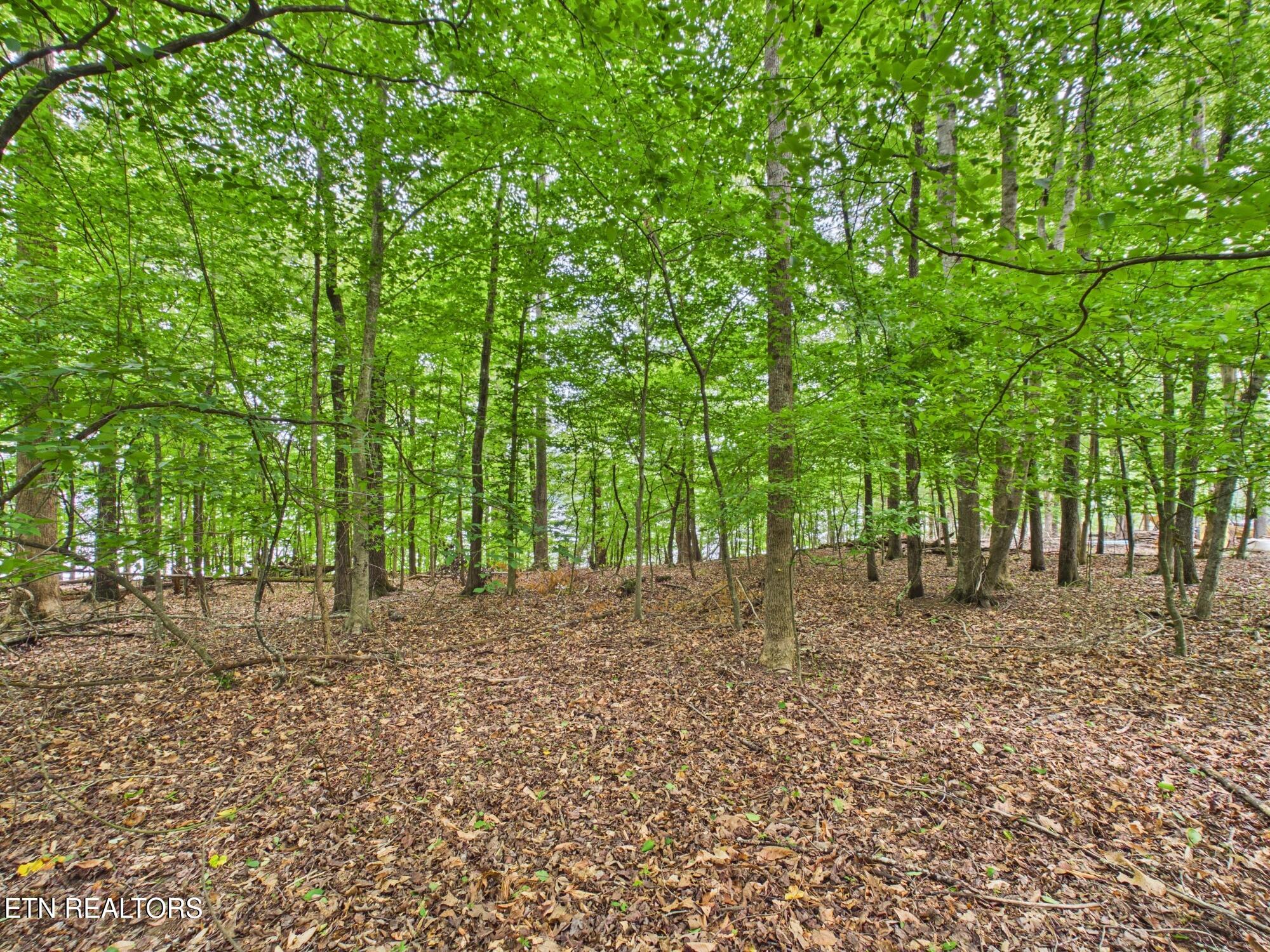 Eagle Point Drive Rockwood TN 37854