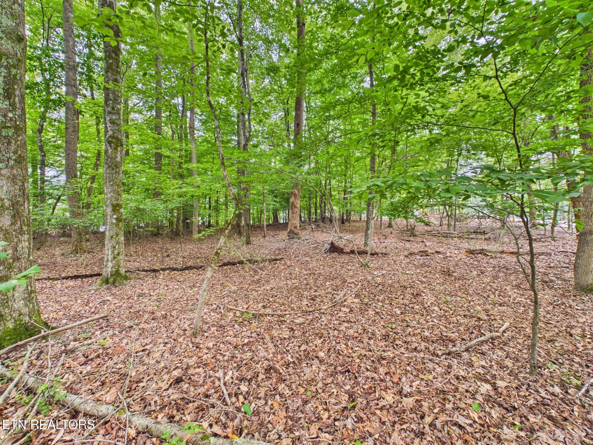 Eagle Point Drive Rockwood TN 37854