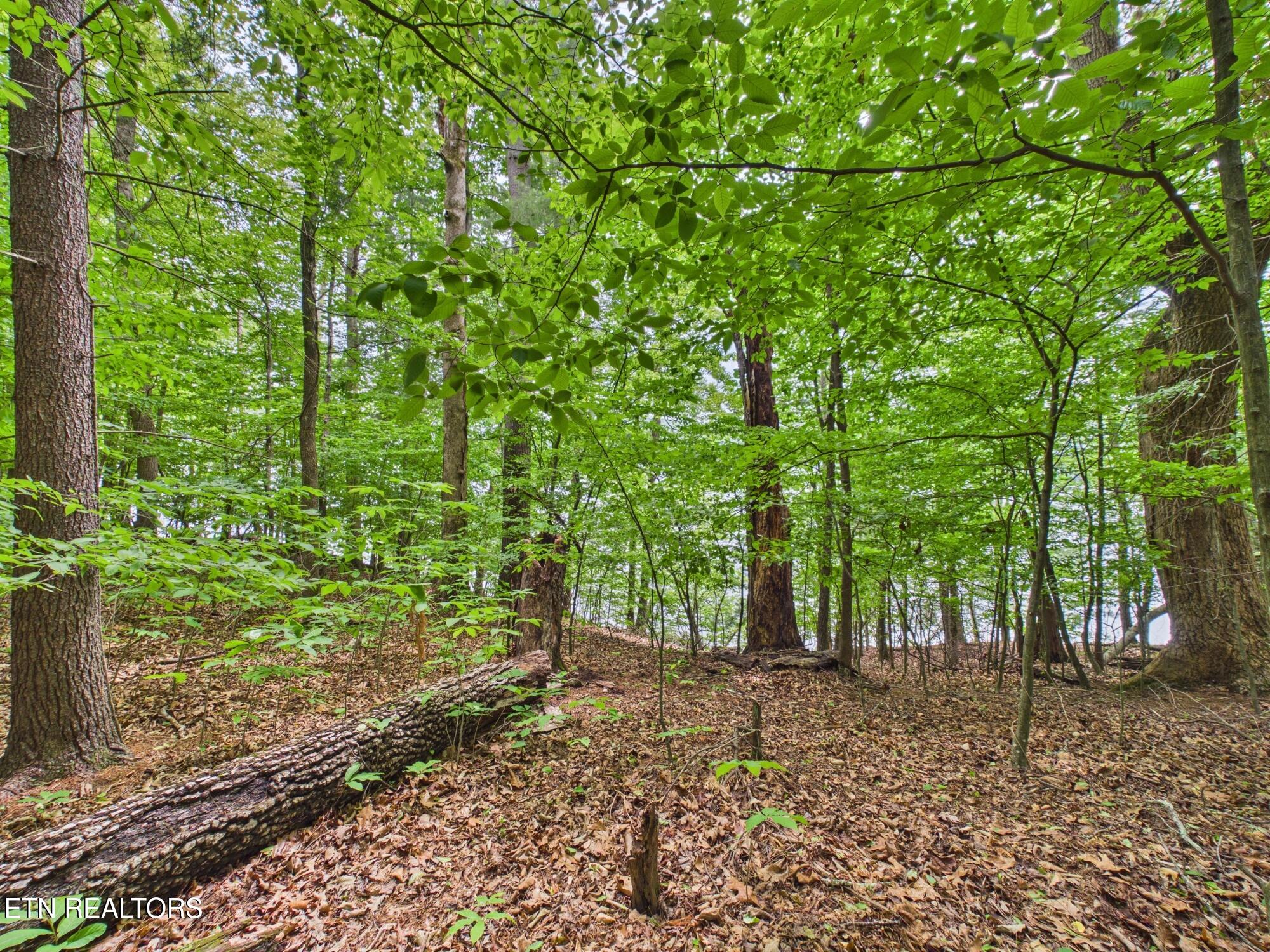 Eagle Point Drive Rockwood TN 37854