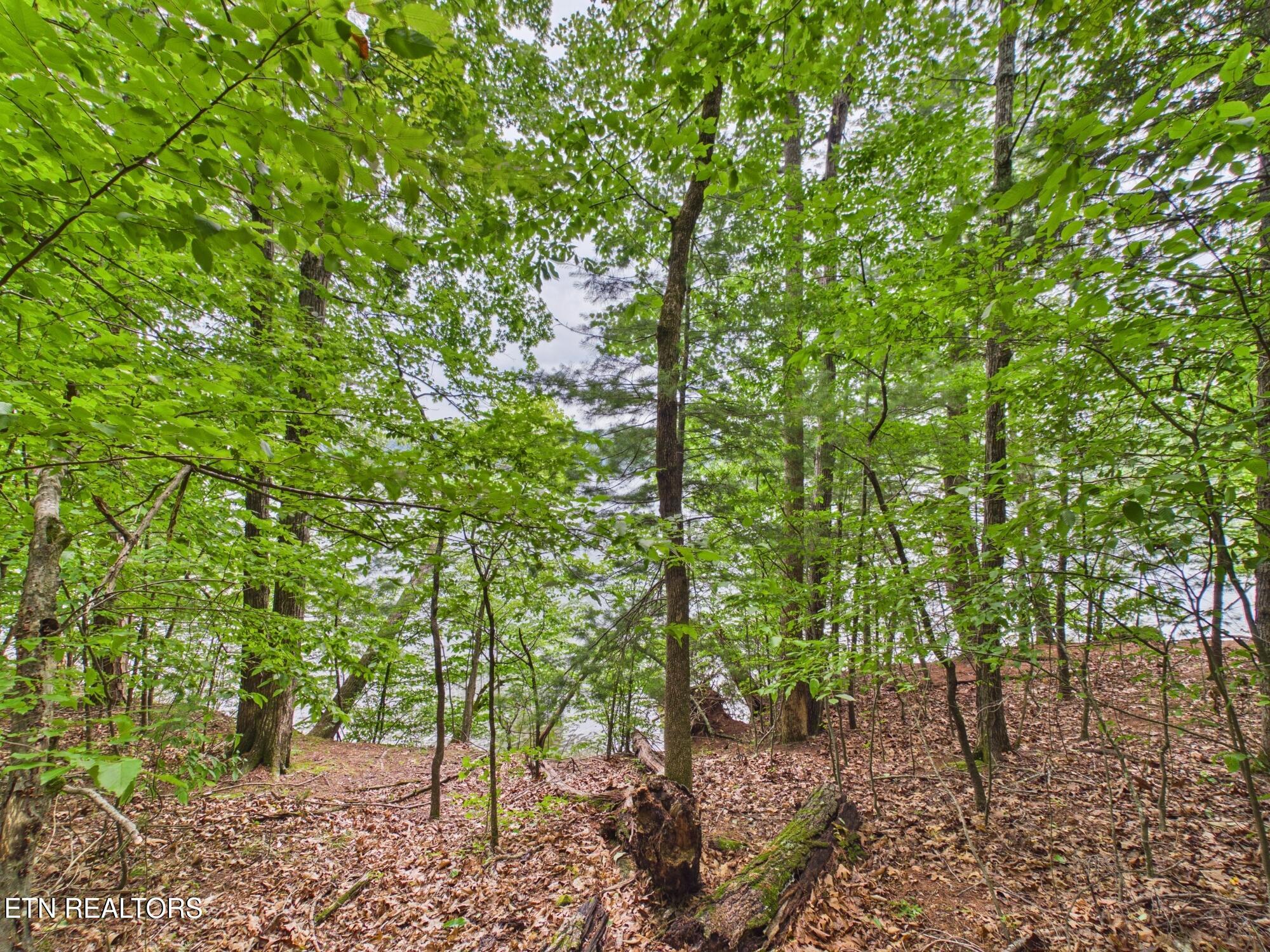 Eagle Point Drive Rockwood TN 37854