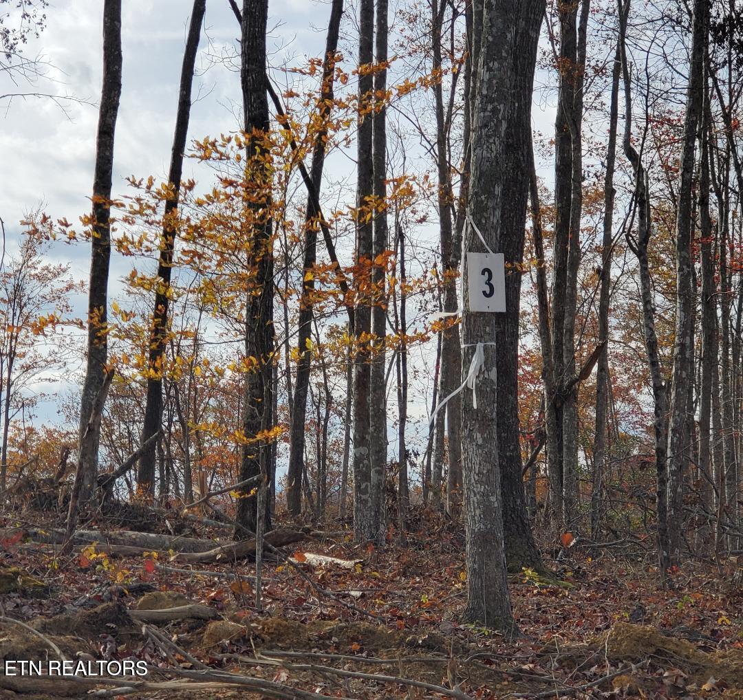 Bull Creek Road S/0 Huntsville TN 37756