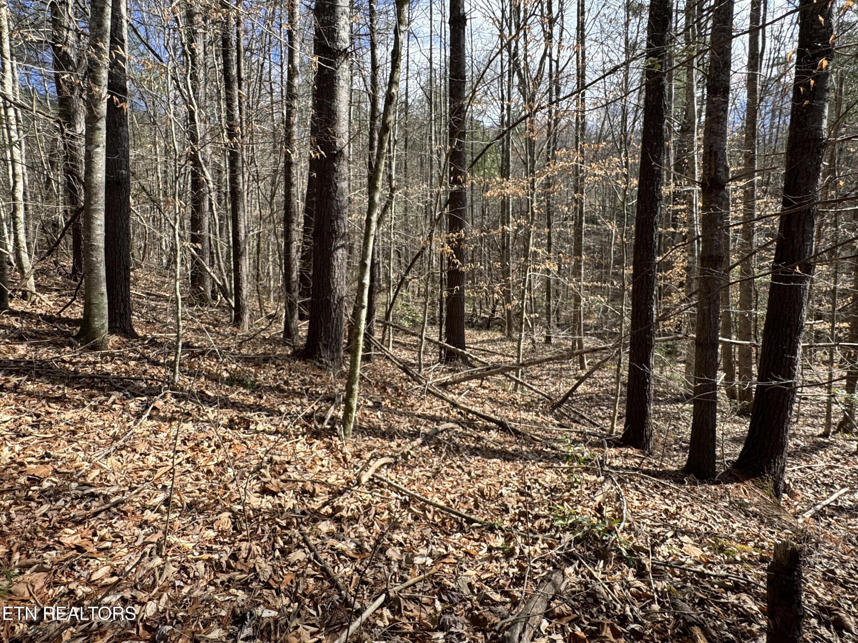 Cougar Trail Del Rio TN 37727