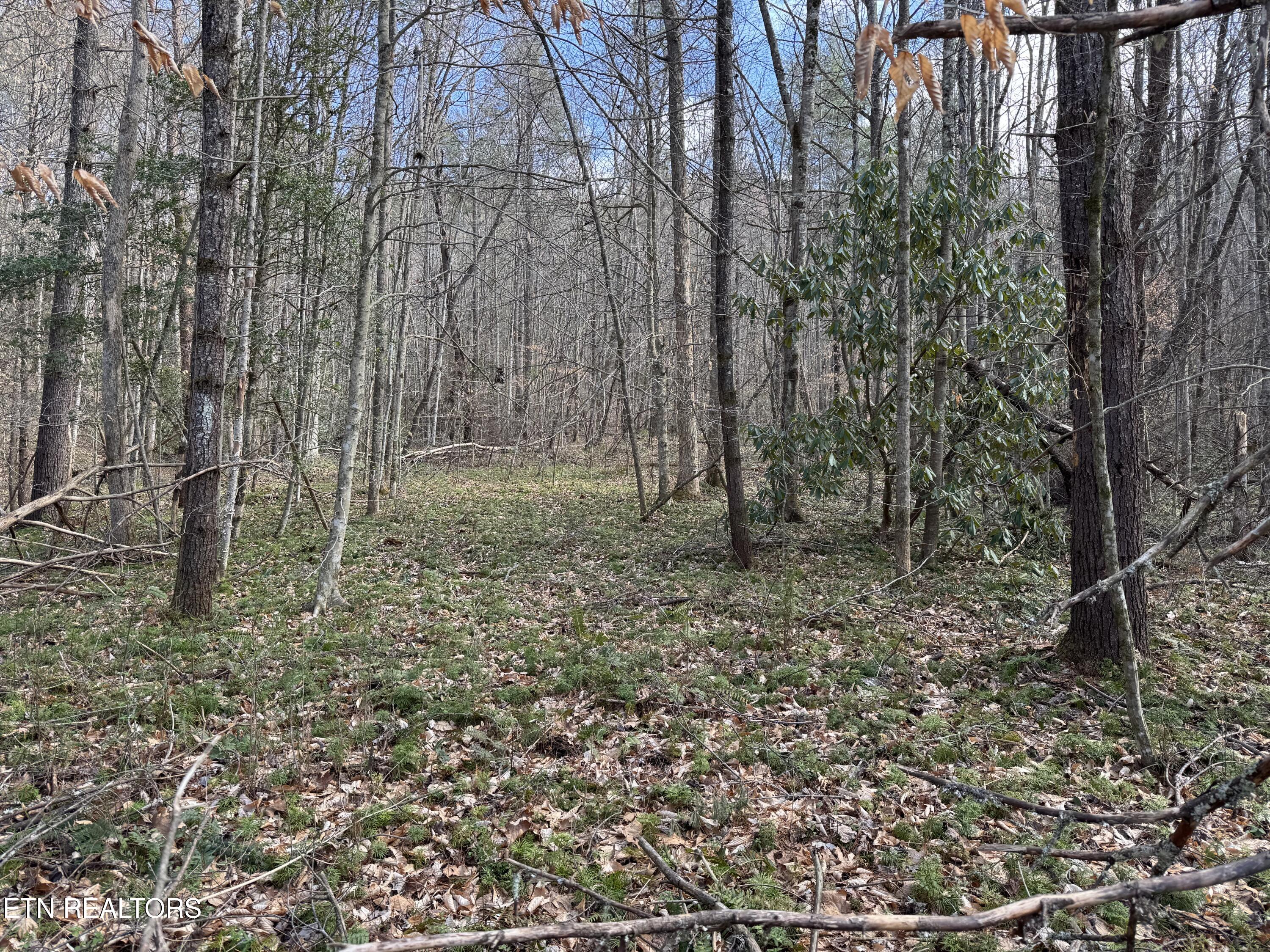 Cougar Trail Del Rio TN 37727