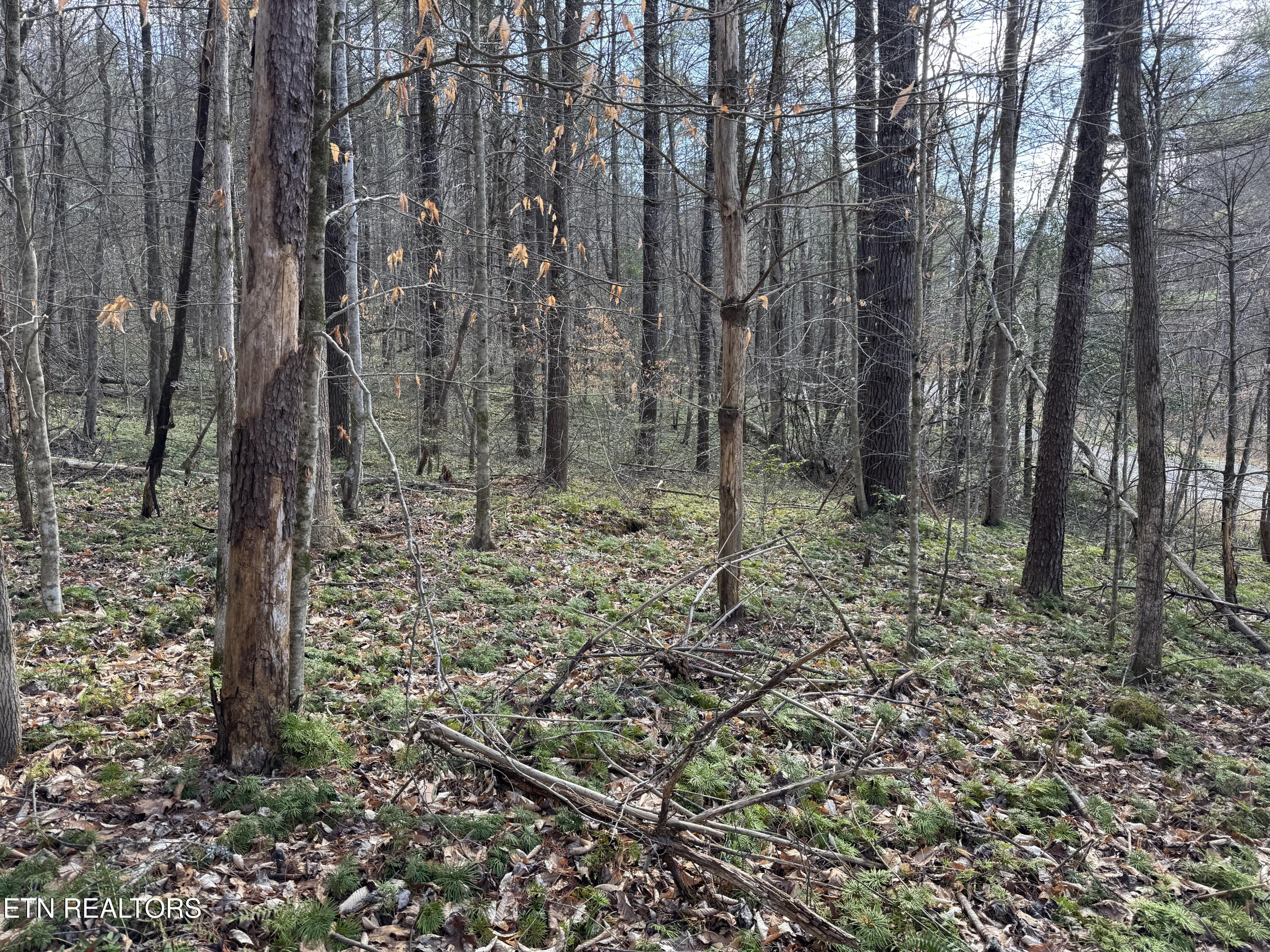 Cougar Trail Del Rio TN 37727
