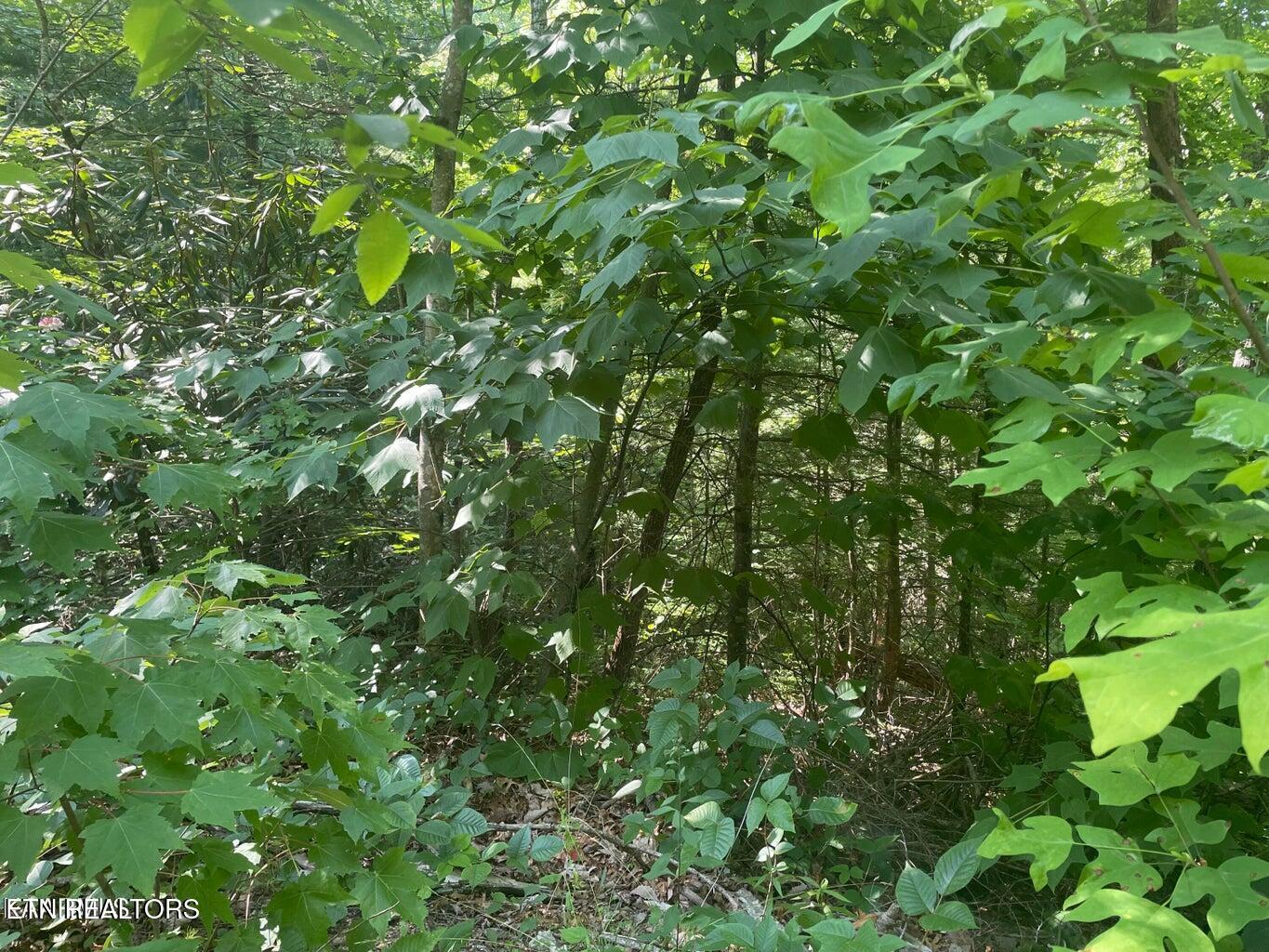 Lot 71 Hazelnut Lane Sevierville TN 37876