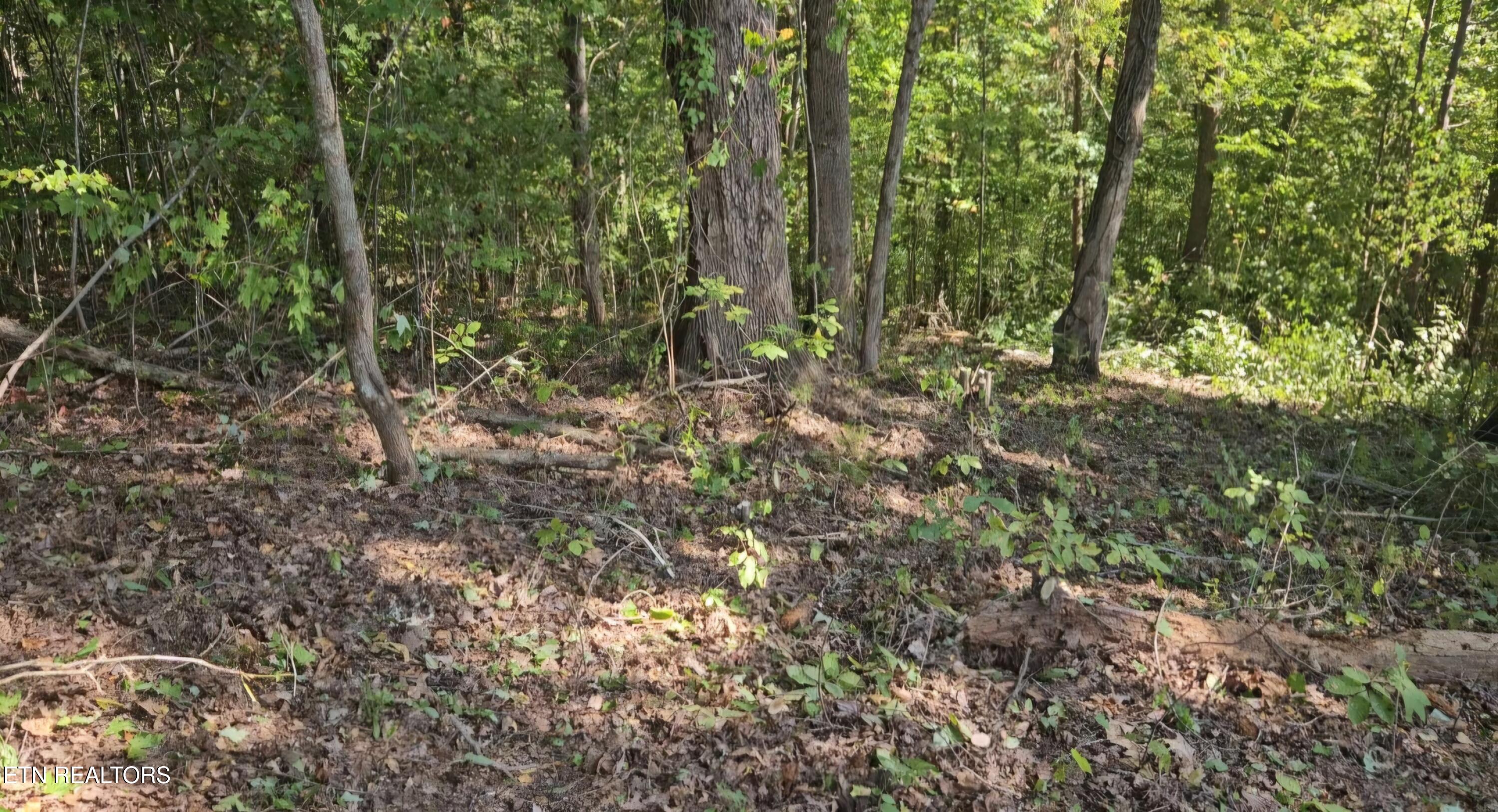 Lot 172 Saddleridge Drive Speedwell TN 37870