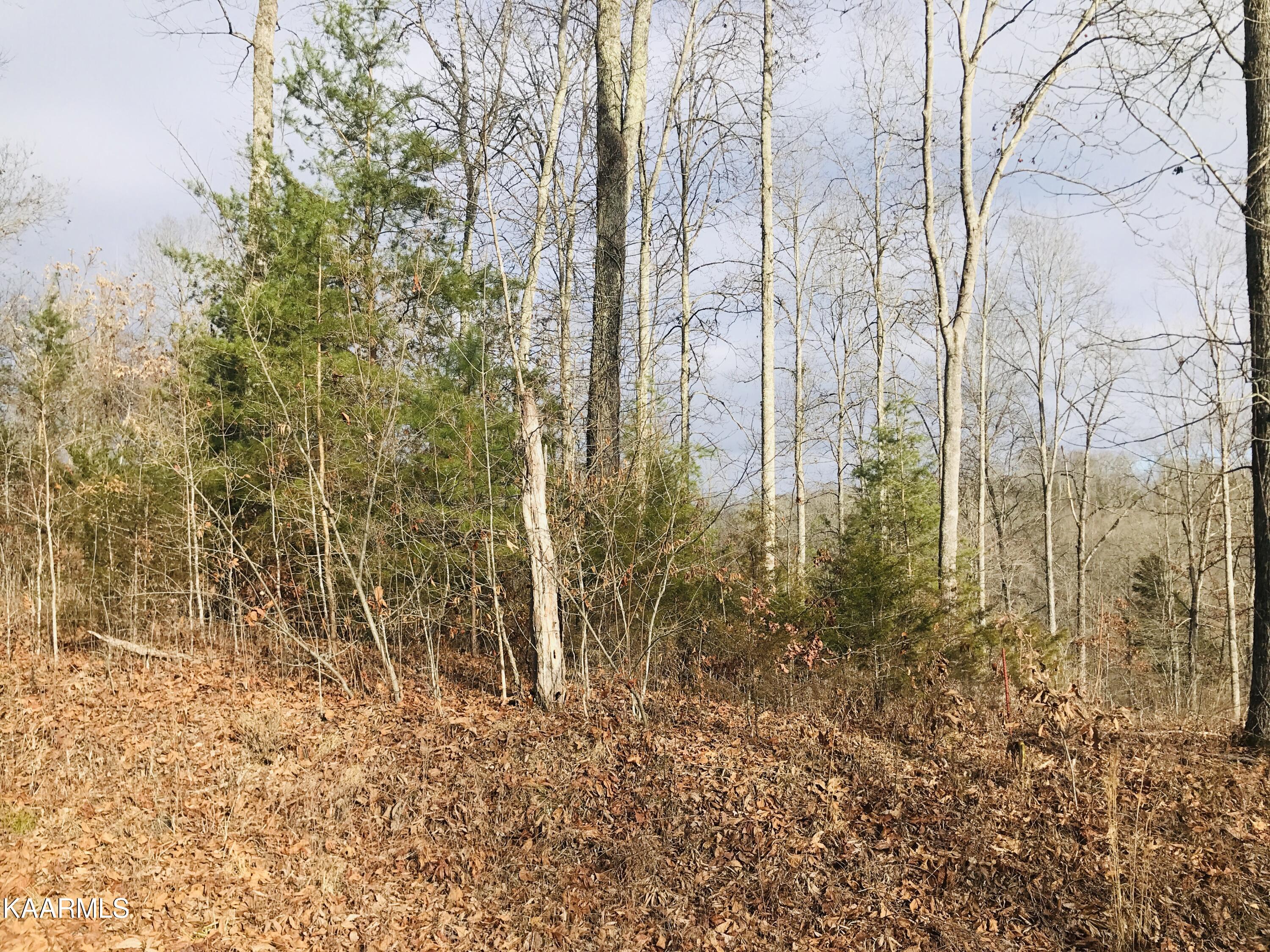 92 Lot Saddleridge Drive Speedwell TN 37870
