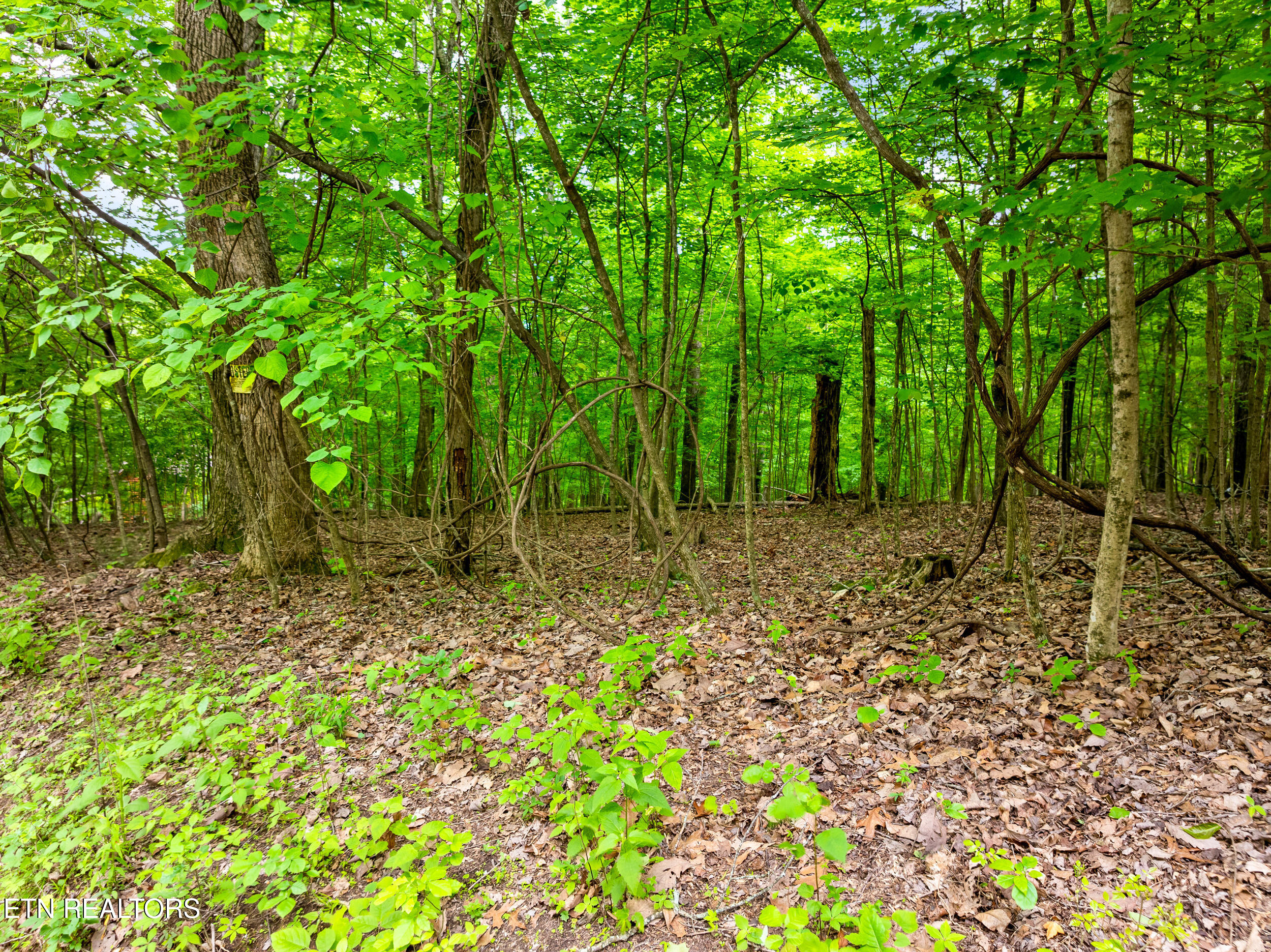 Running Deer Trail Caryville TN 37714