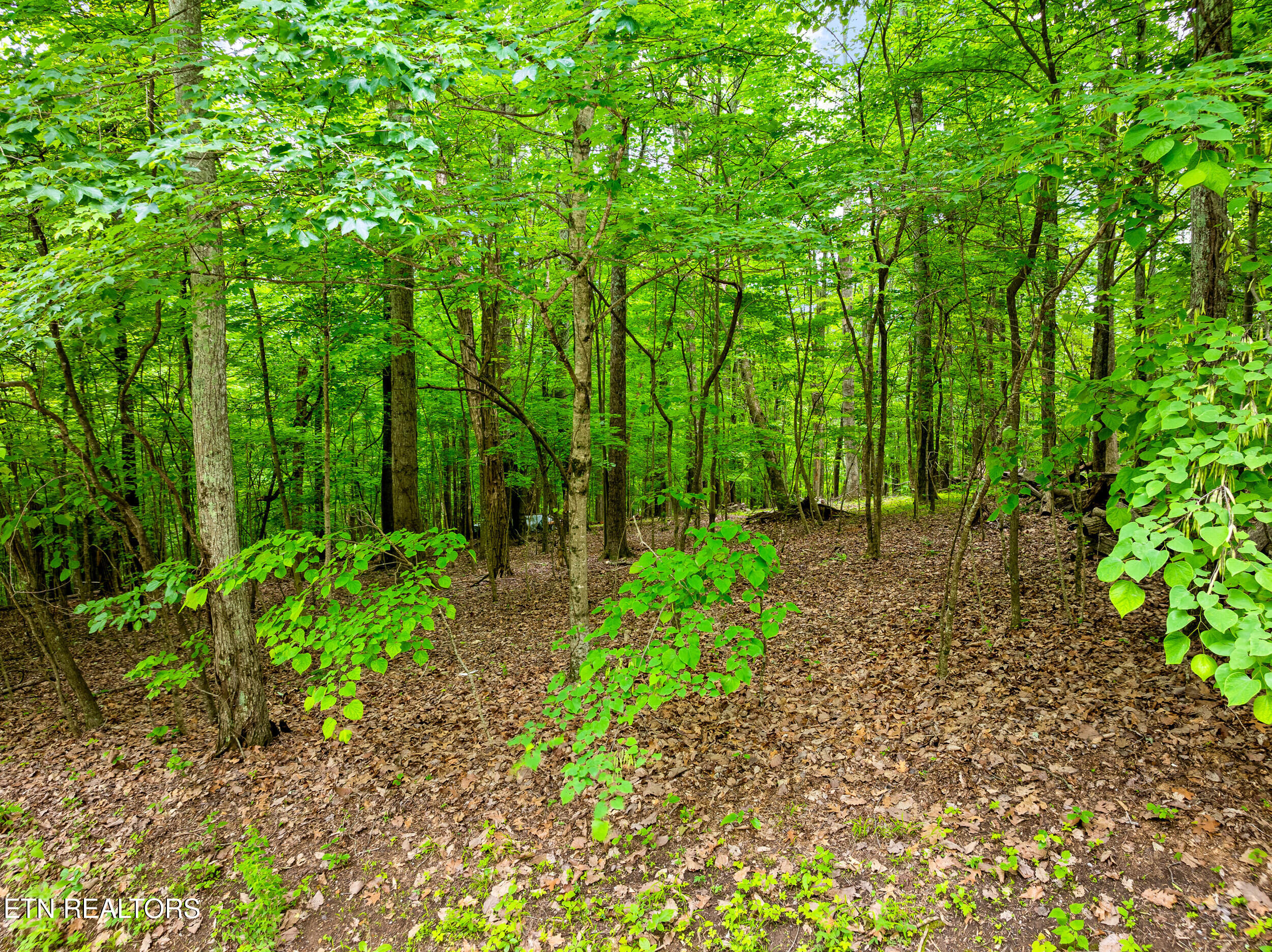 Running Deer Trail Caryville TN 37714
