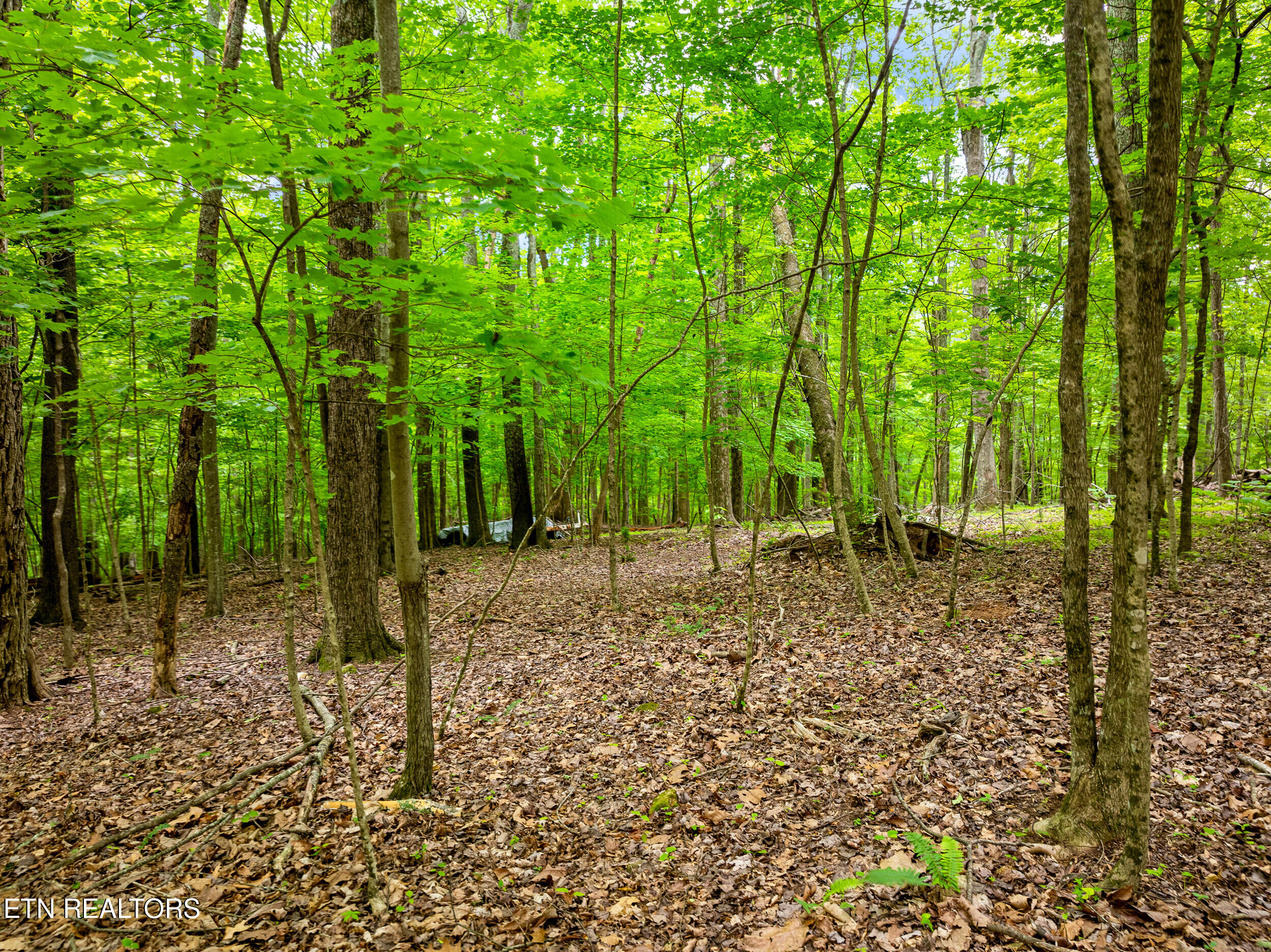 Running Deer Trail Caryville TN 37714