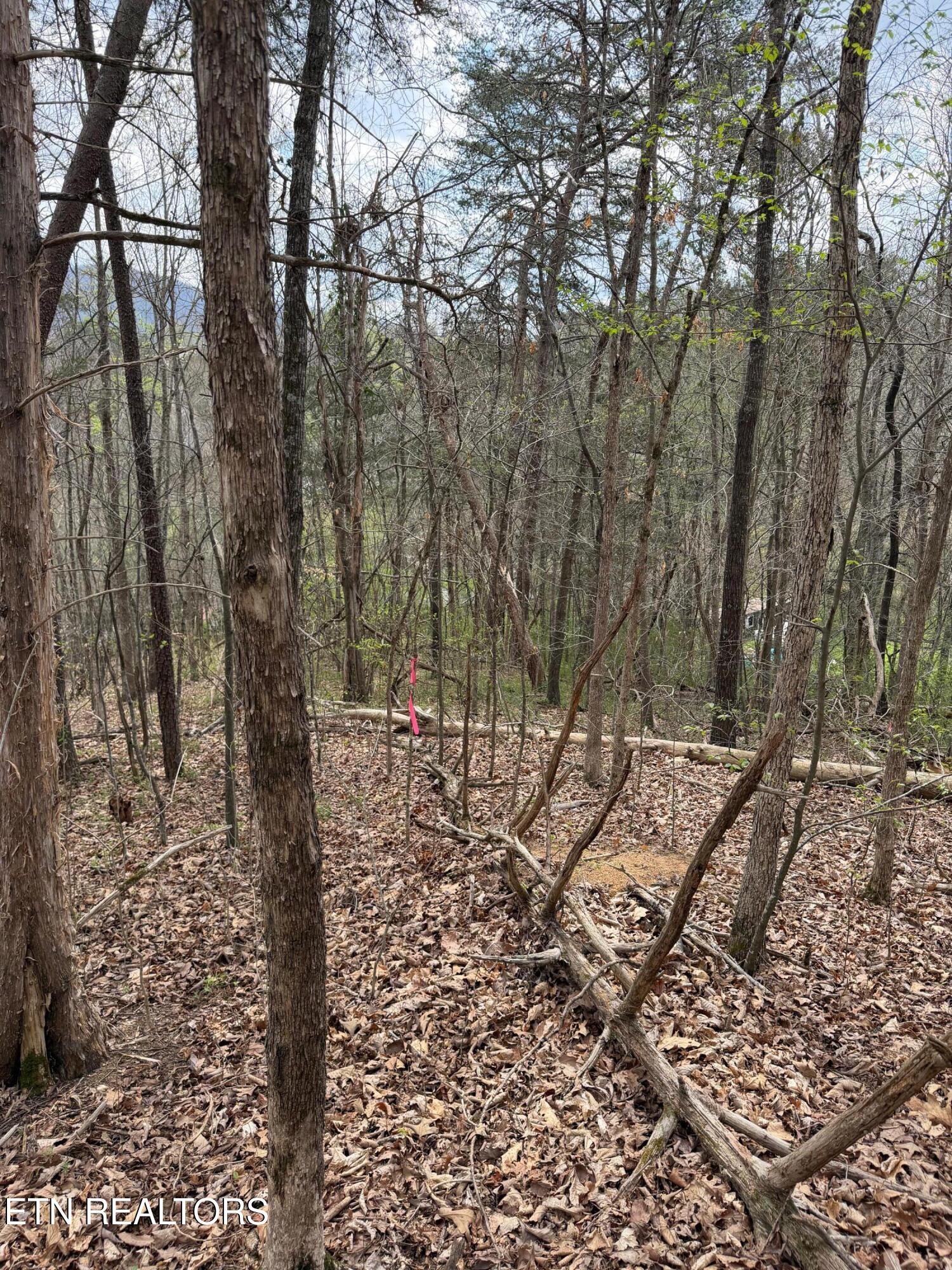 151 Hennessey Mtn / Brisk Way Cosby TN 37722