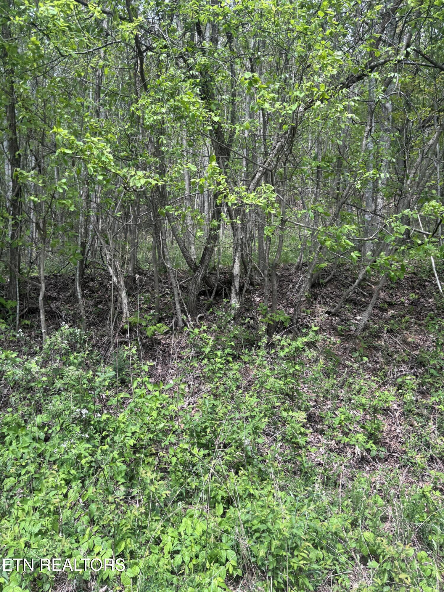 Chimney Rock Road New Tazewell TN 37825