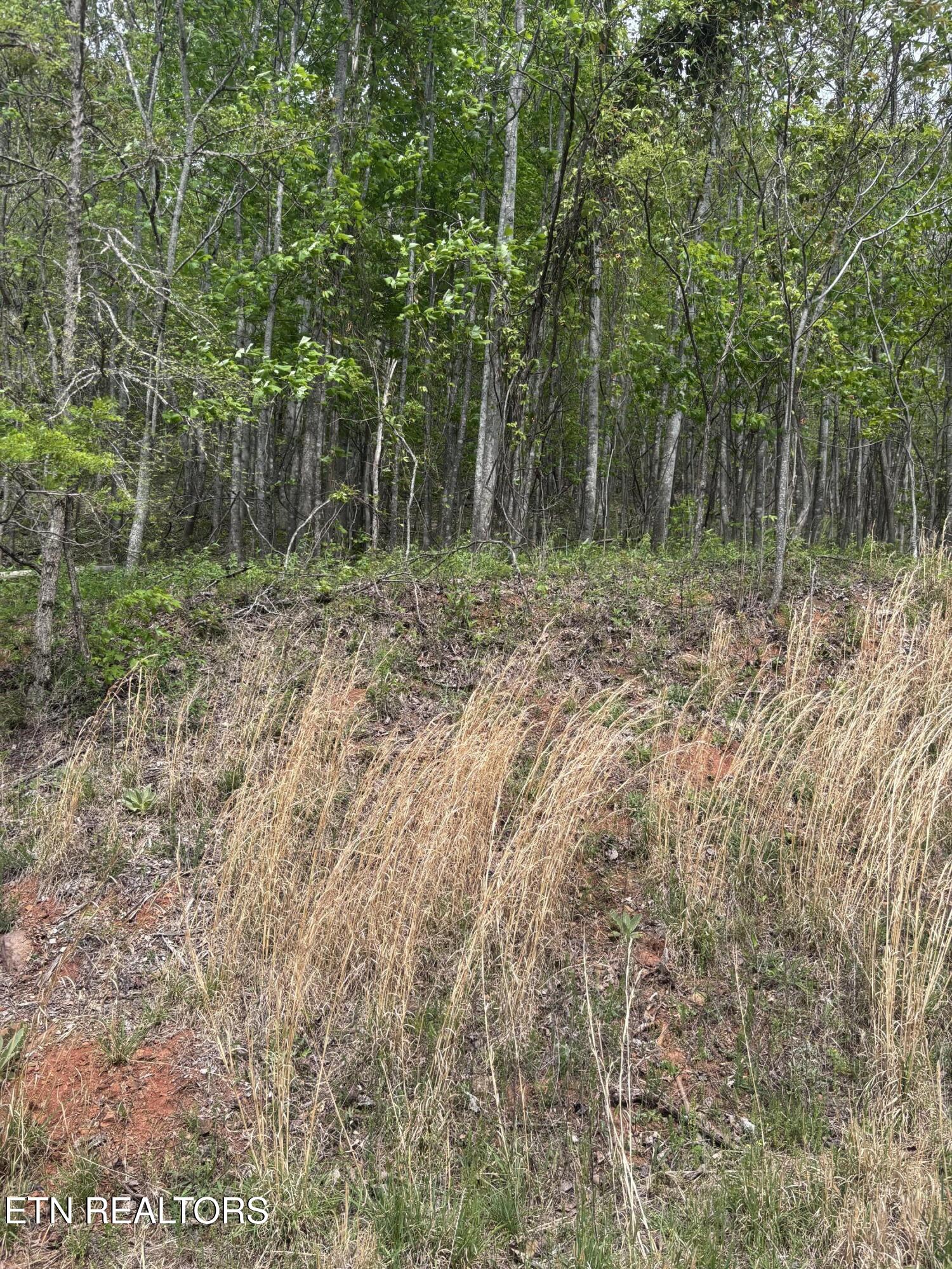 Chimney Rock Road New Tazewell TN 37825