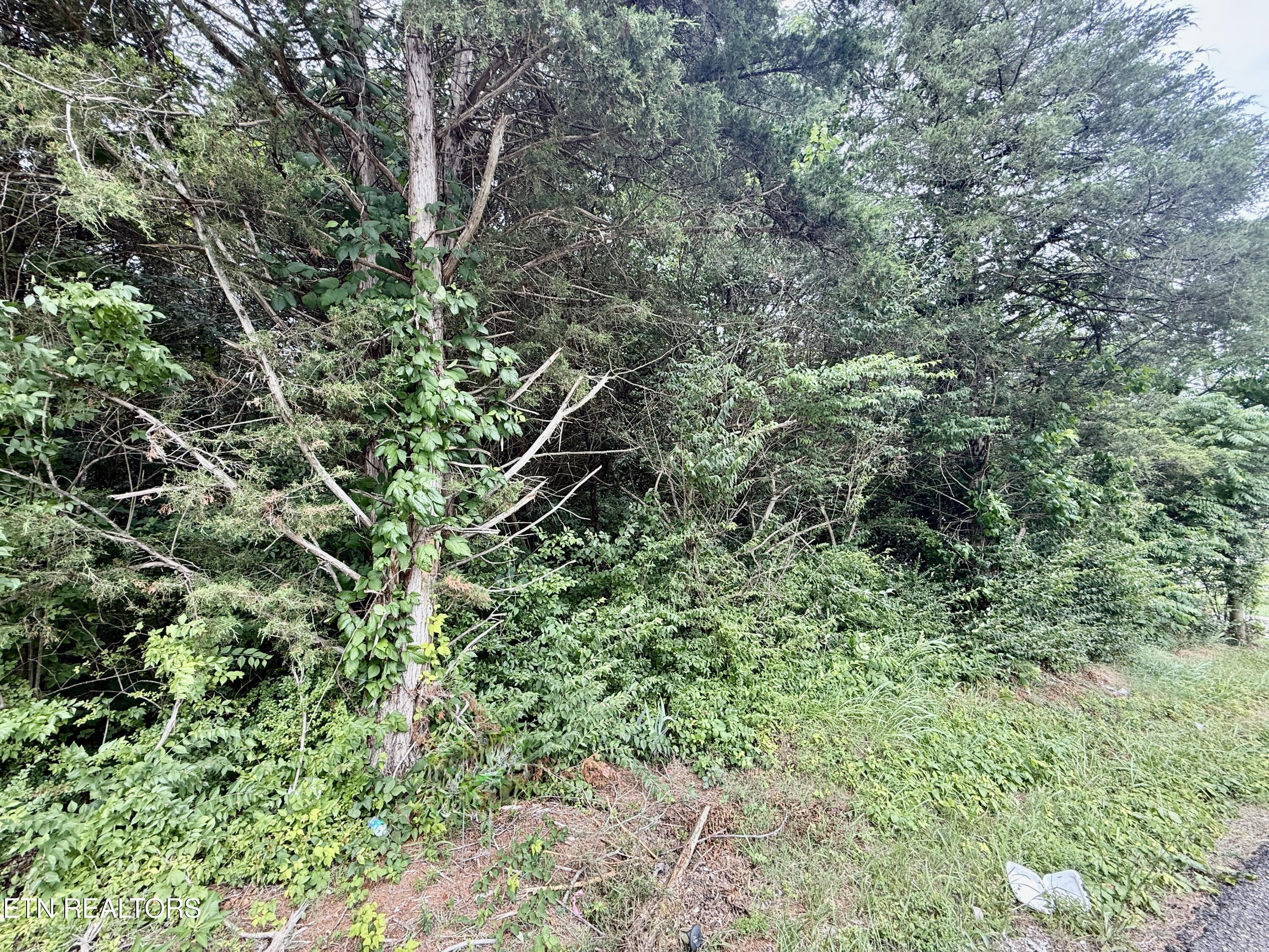 111 Britton Drive Talbott TN 37877