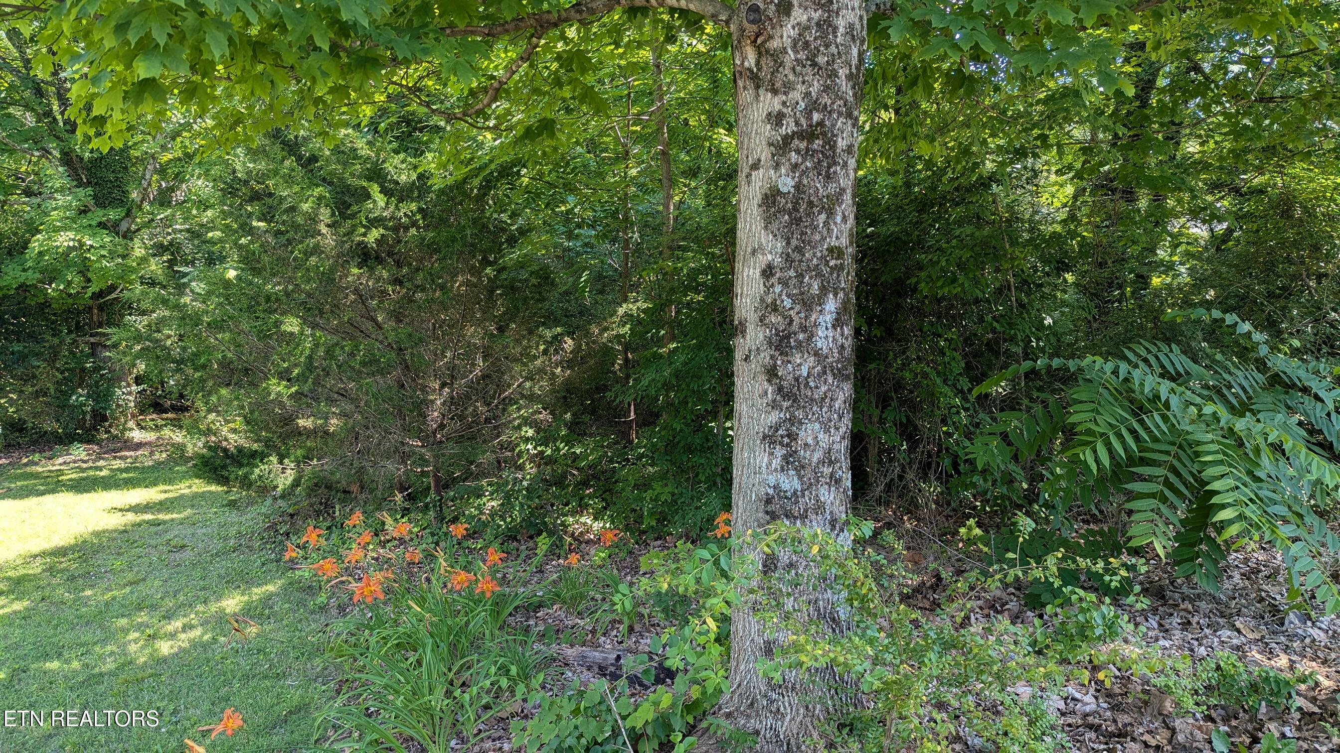 Cedar Lane Knoxville TN 37918