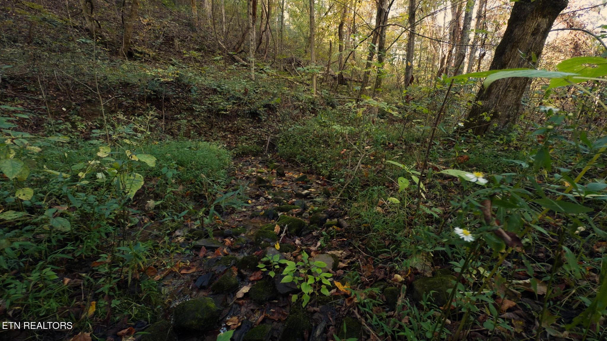 69.26 Ac Wolfe Road Sneedville TN 37869