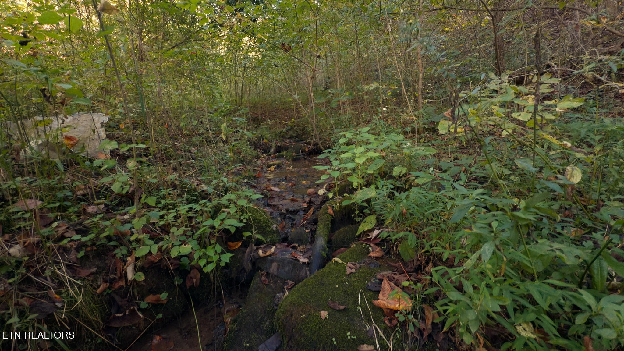 69.26 Ac Wolfe Road Sneedville TN 37869