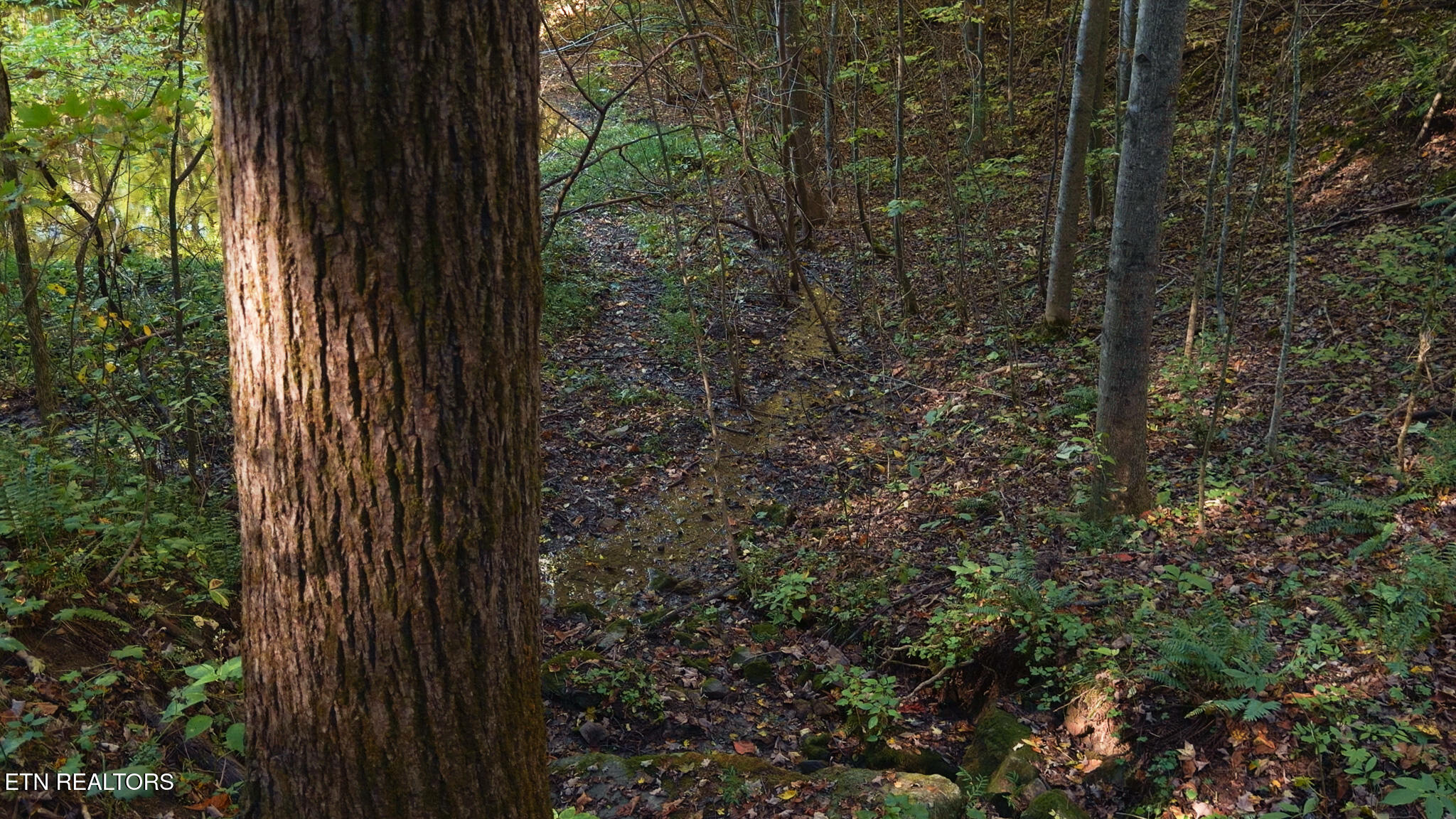 69.26 Ac Wolfe Road Sneedville TN 37869