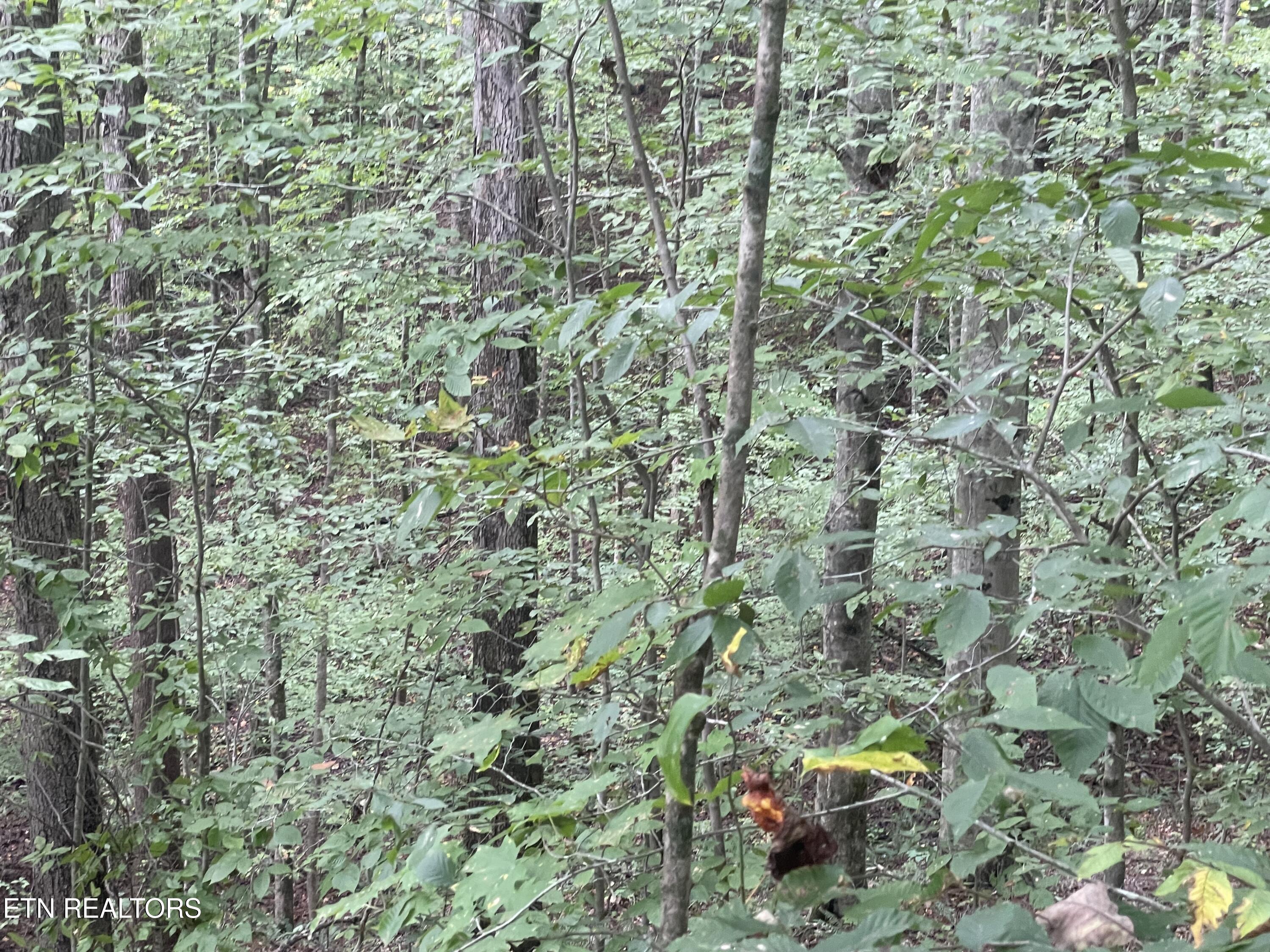 Buffalo Creek Road Oneida TN 37841