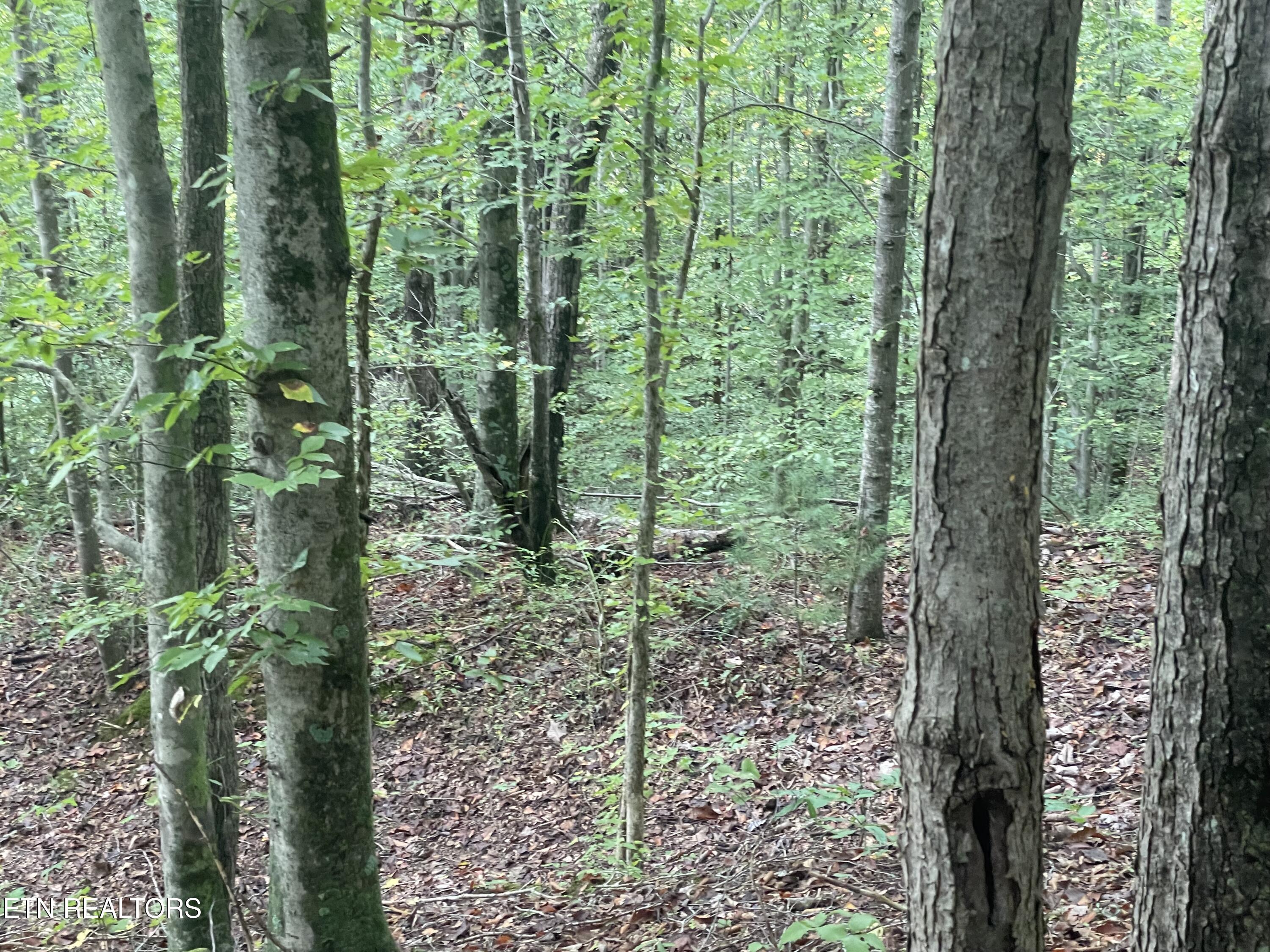 Buffalo Creek Road Oneida TN 37841