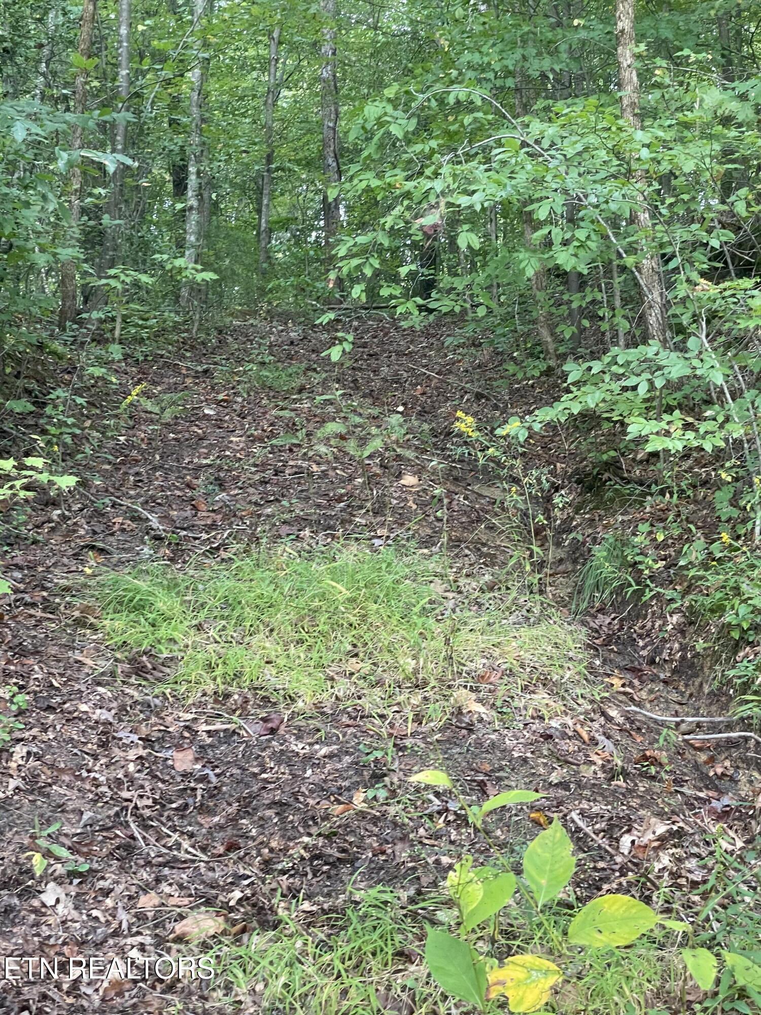 Buffalo Creek Road Oneida TN 37841
