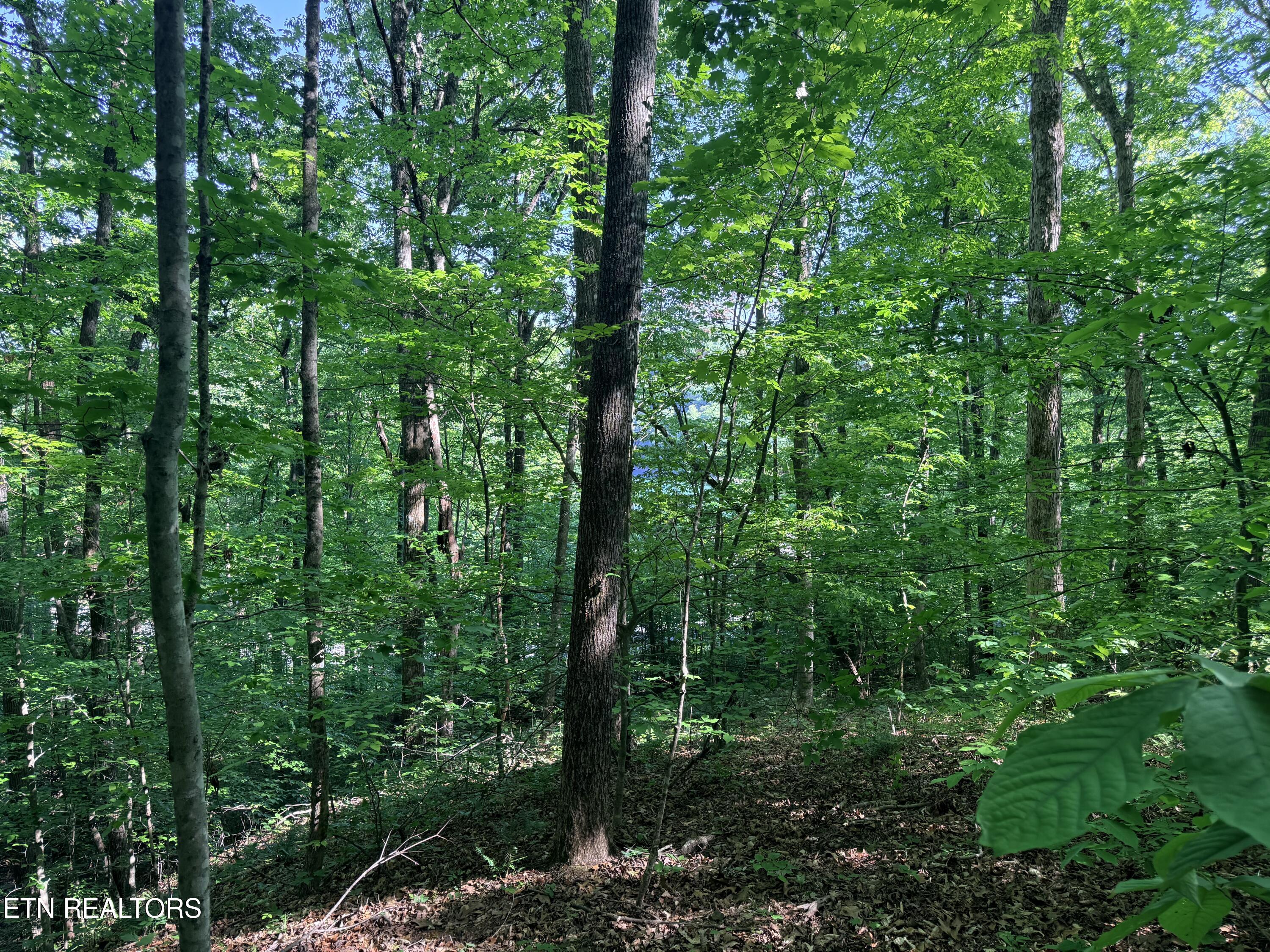 Lot 74, Norris Shores Drive Sharps Chapel TN 37866
