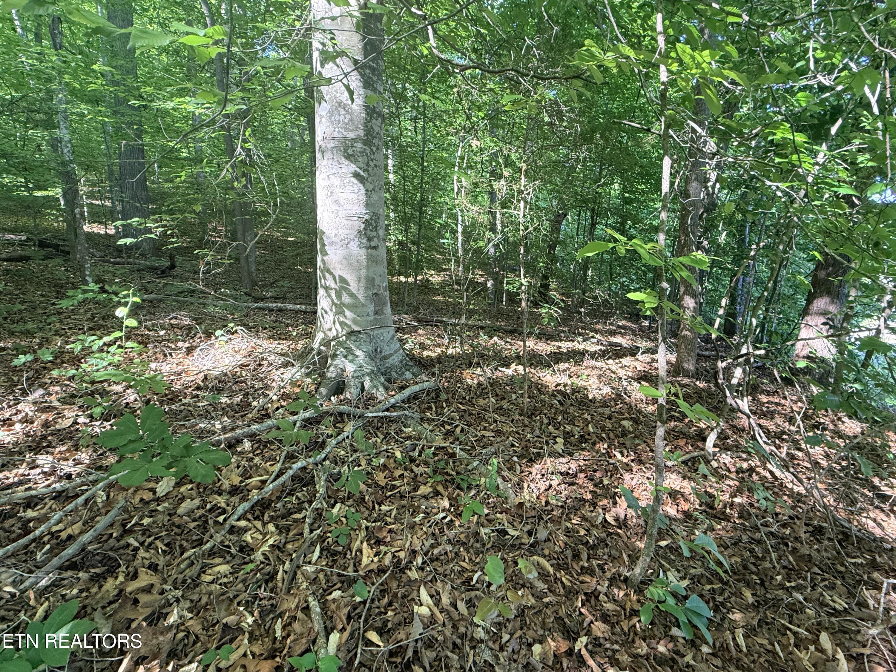 Lot 74, Norris Shores Drive Sharps Chapel TN 37866