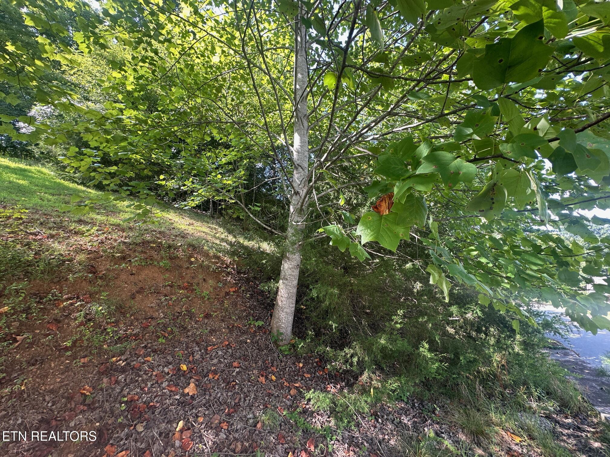 Norris Crest Drive Lafollette TN 37766