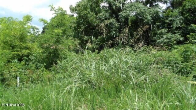 Lot 4f Trout Lane Hilham TN 38568
