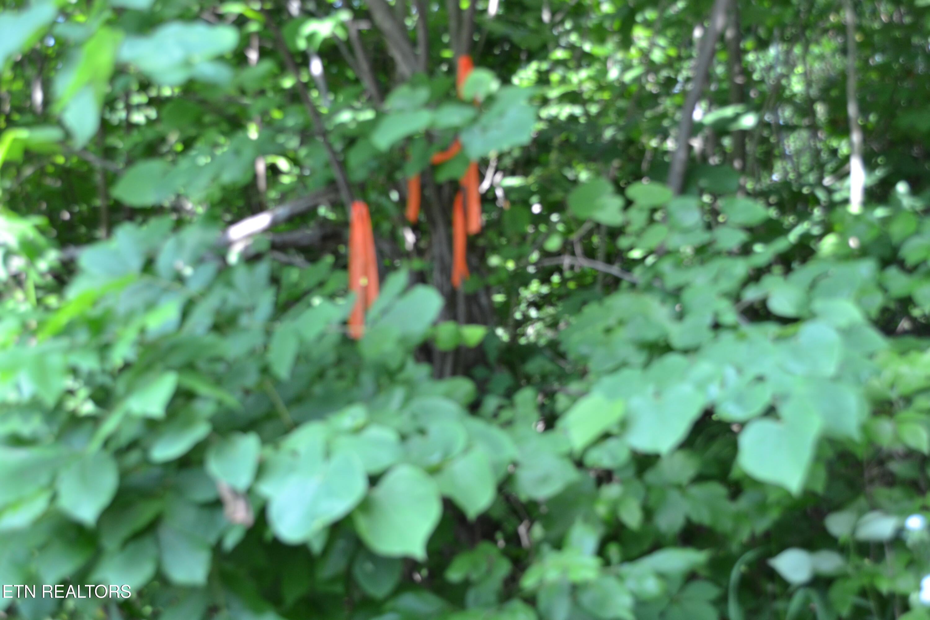 5AC Dynamite Lane Livingston TN 38570