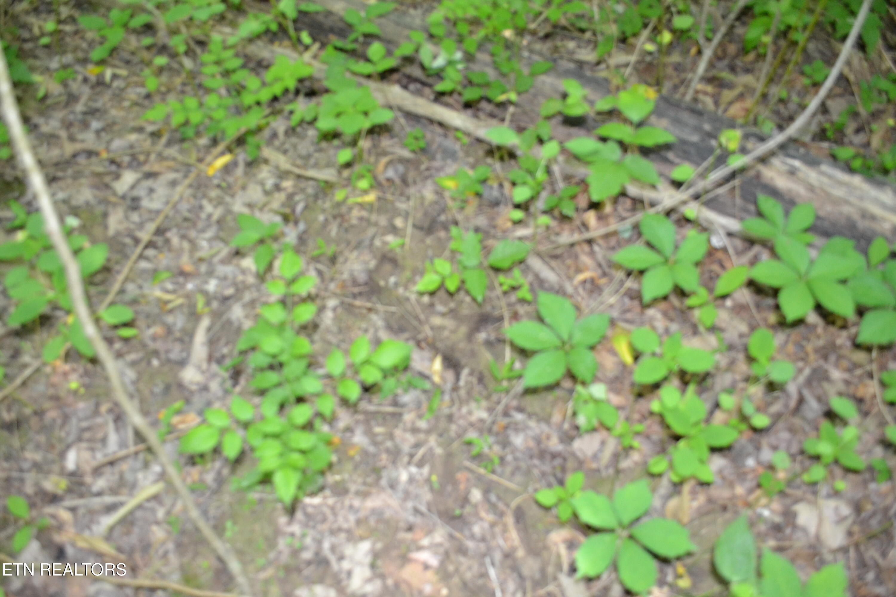 5AC Dynamite Lane Livingston TN 38570