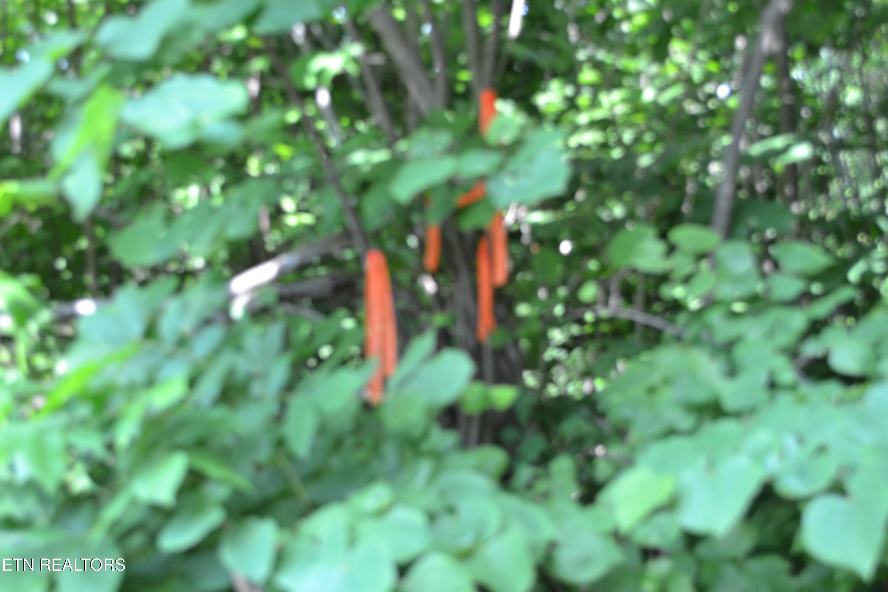 5AC Dynamite Lane Livingston TN 38570