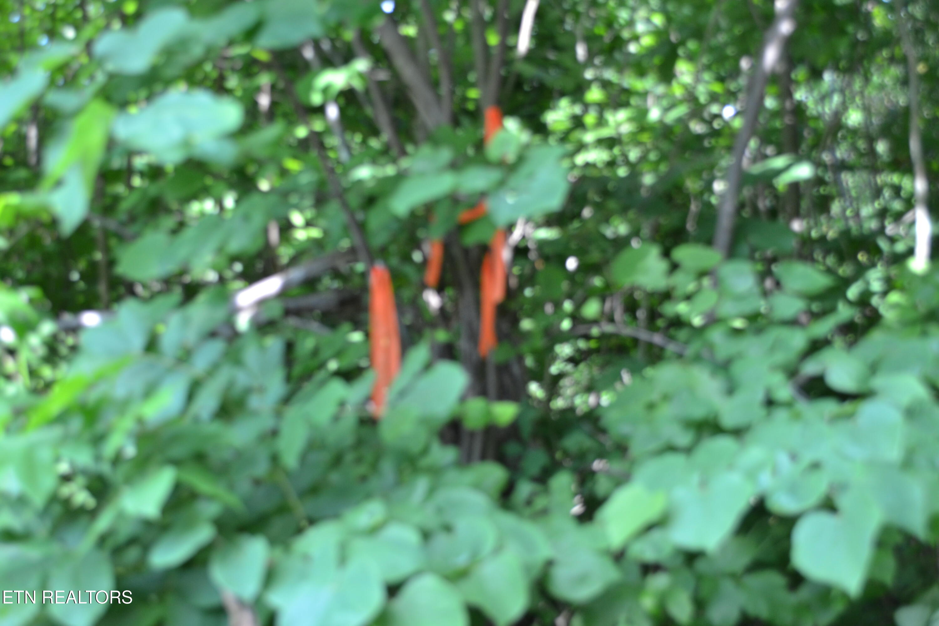 5AC Dynamite Lane Livingston TN 38570