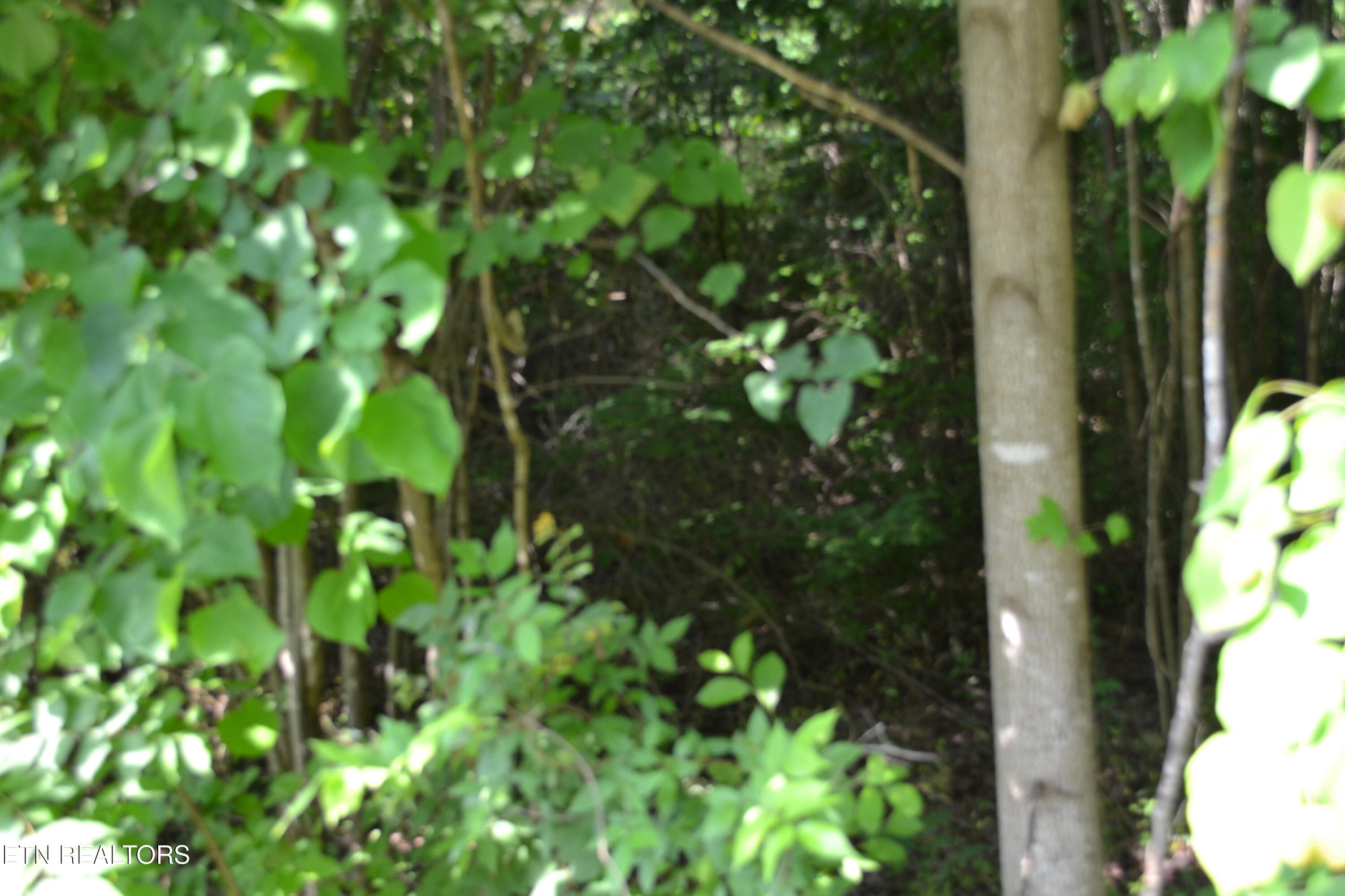 5AC Dynamite Lane Livingston TN 38570