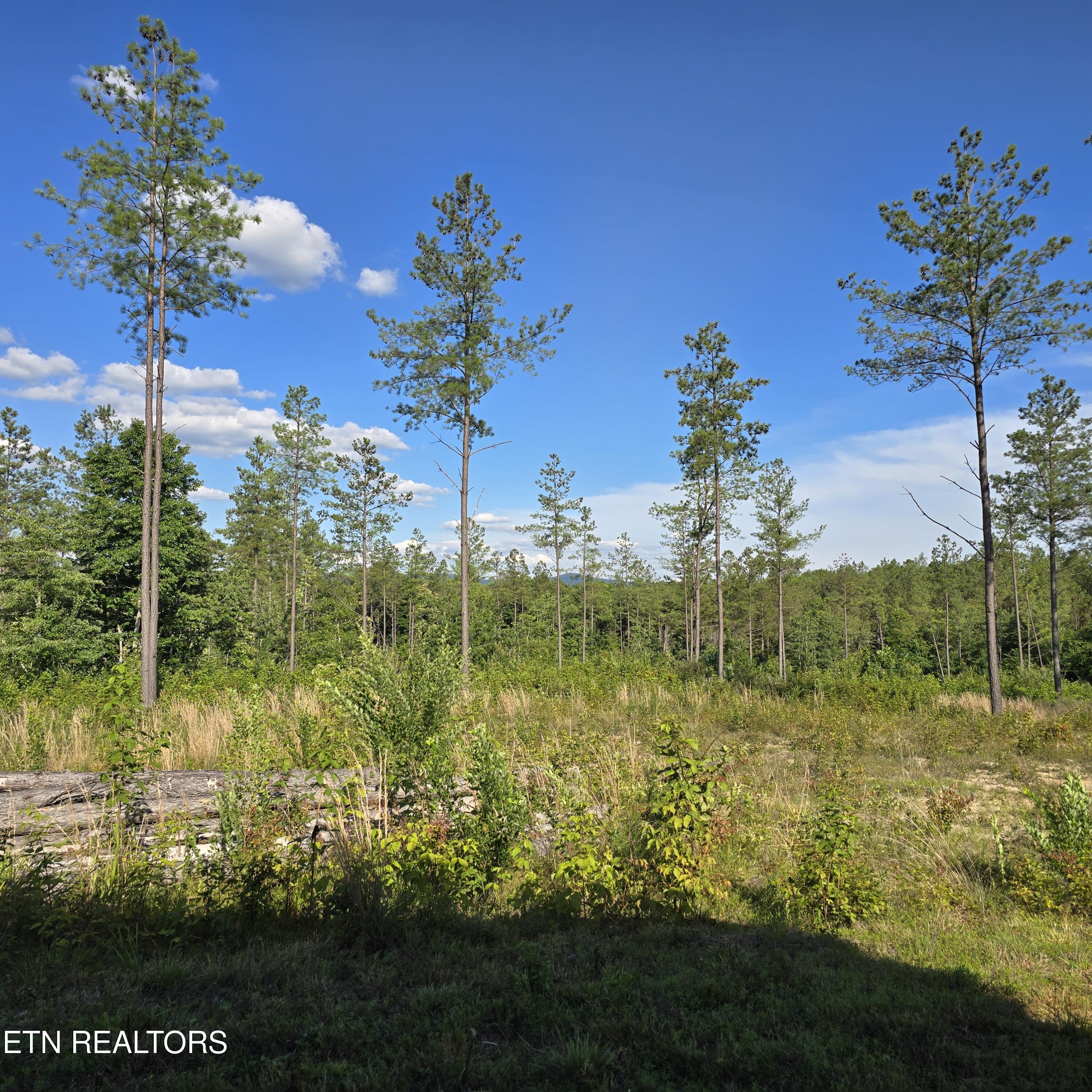 80+/- Ac Red Hill Road Sunbright TN 37872