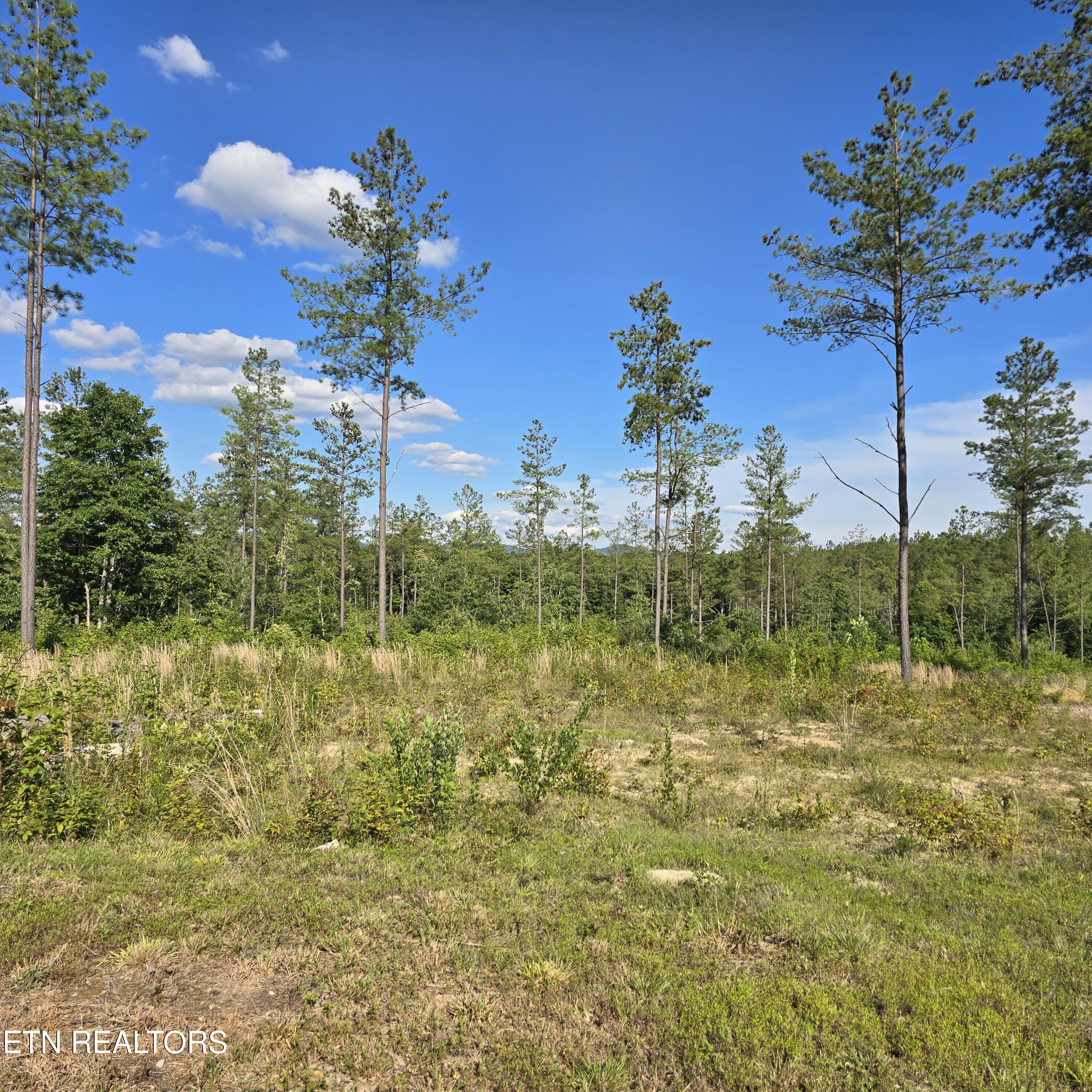 80+/- Ac Red Hill Road Sunbright TN 37872
