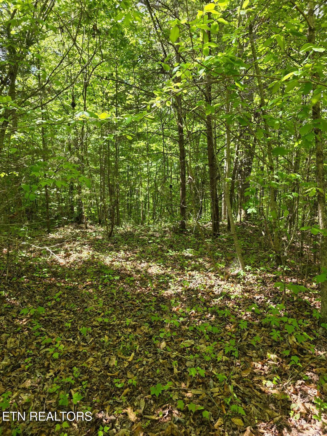 Crestwood Drive Speedwell TN 37870
