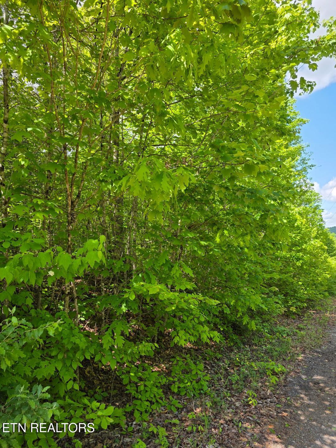Crestwood Drive Speedwell TN 37870