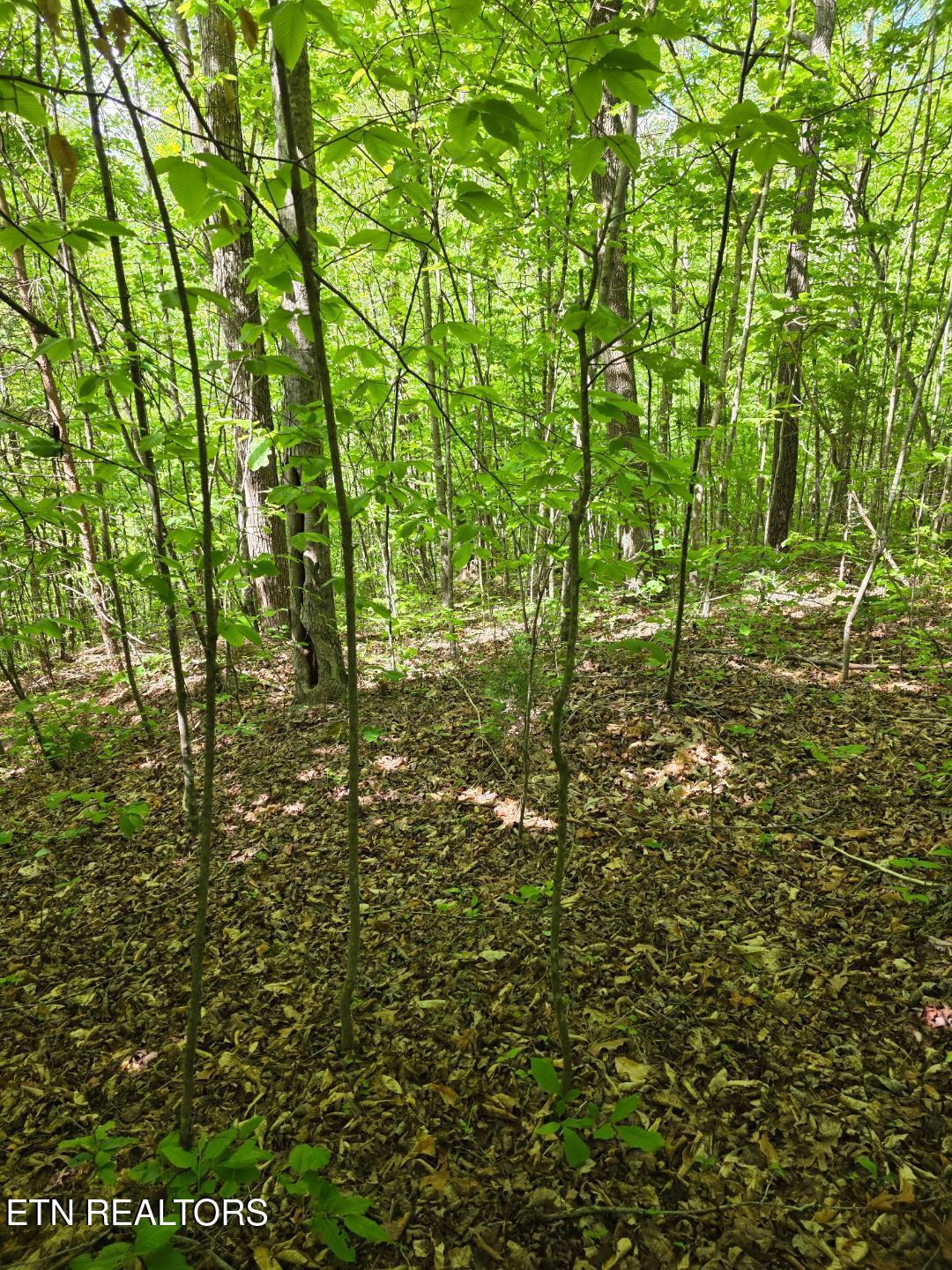 Crestwood Drive Speedwell TN 37870