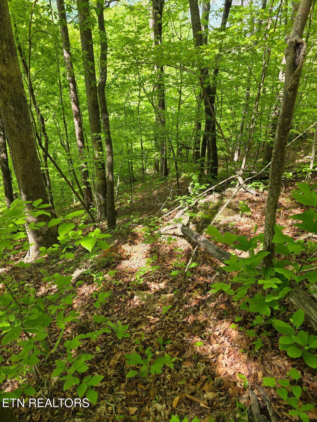 Crestwood Drive Speedwell TN 37870