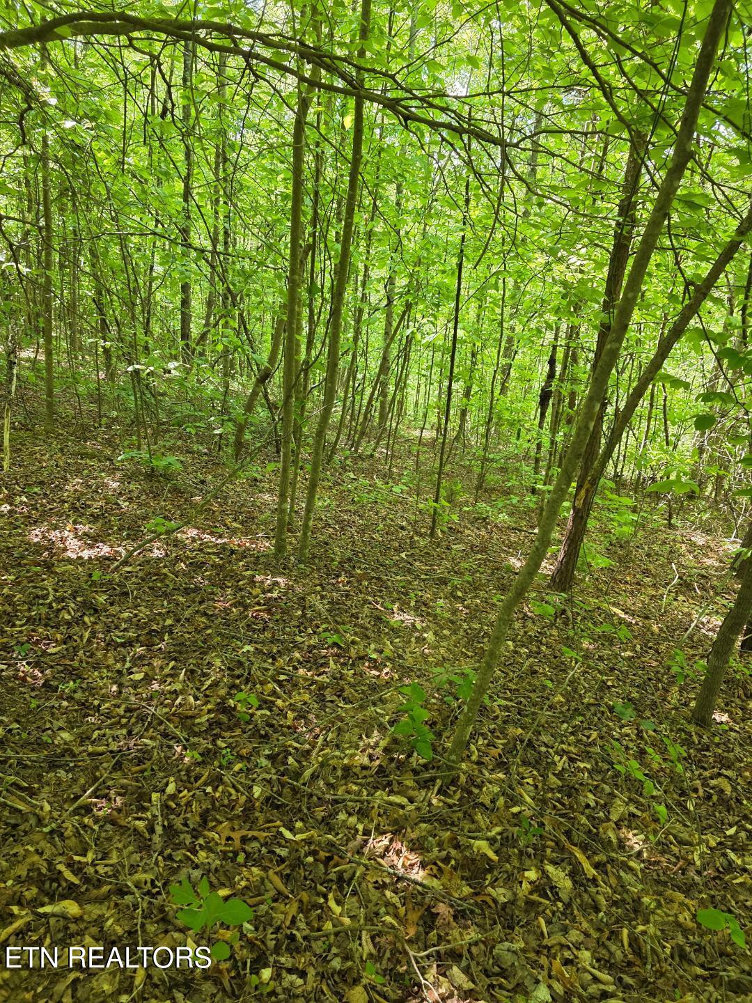 Crestwood Drive Speedwell TN 37870