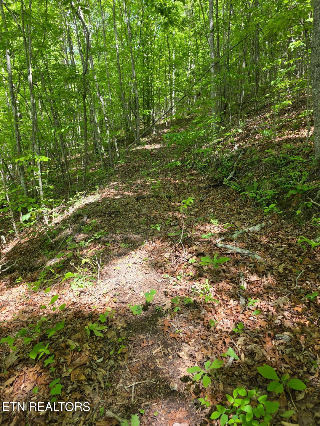 Crestwood Drive Speedwell TN 37870