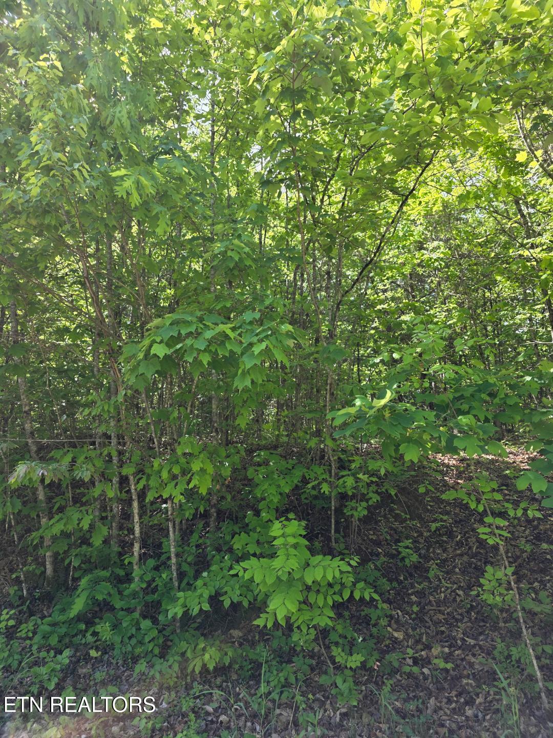Crestwood Drive Speedwell TN 37870