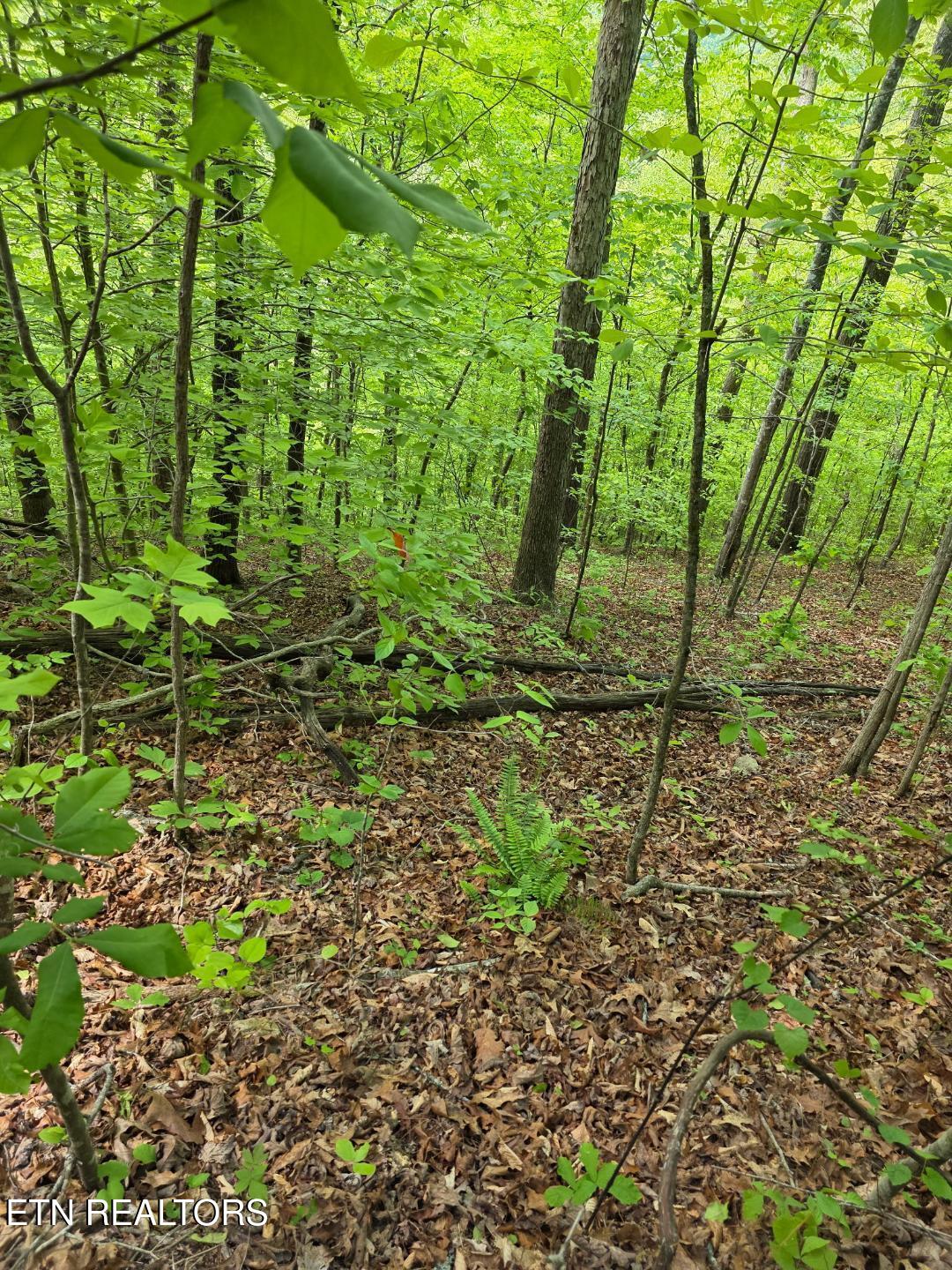 Crestwood Drive Speedwell TN 37870