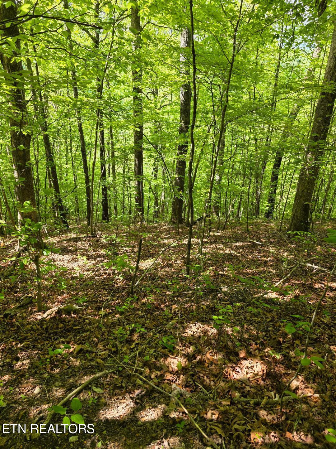 Crestwood Drive Speedwell TN 37870
