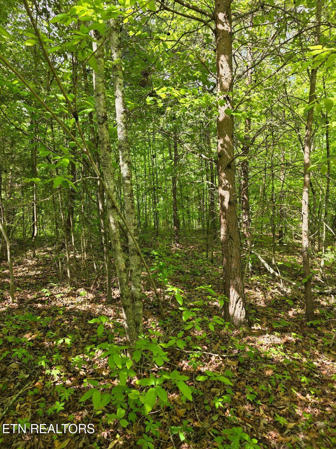 Crestwood Drive Speedwell TN 37870